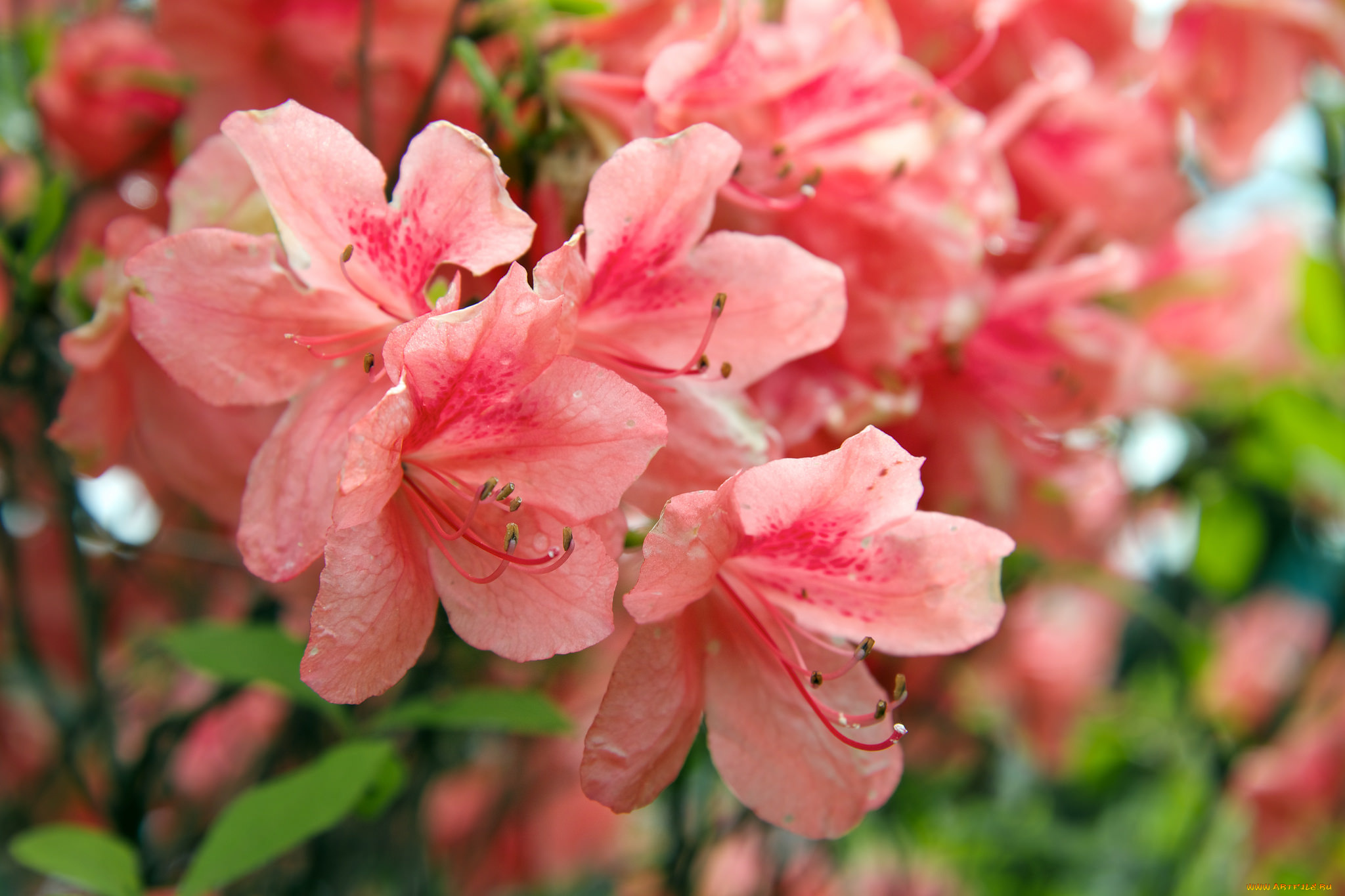 цветы, рододендроны, , азалии, кустарник, азалия