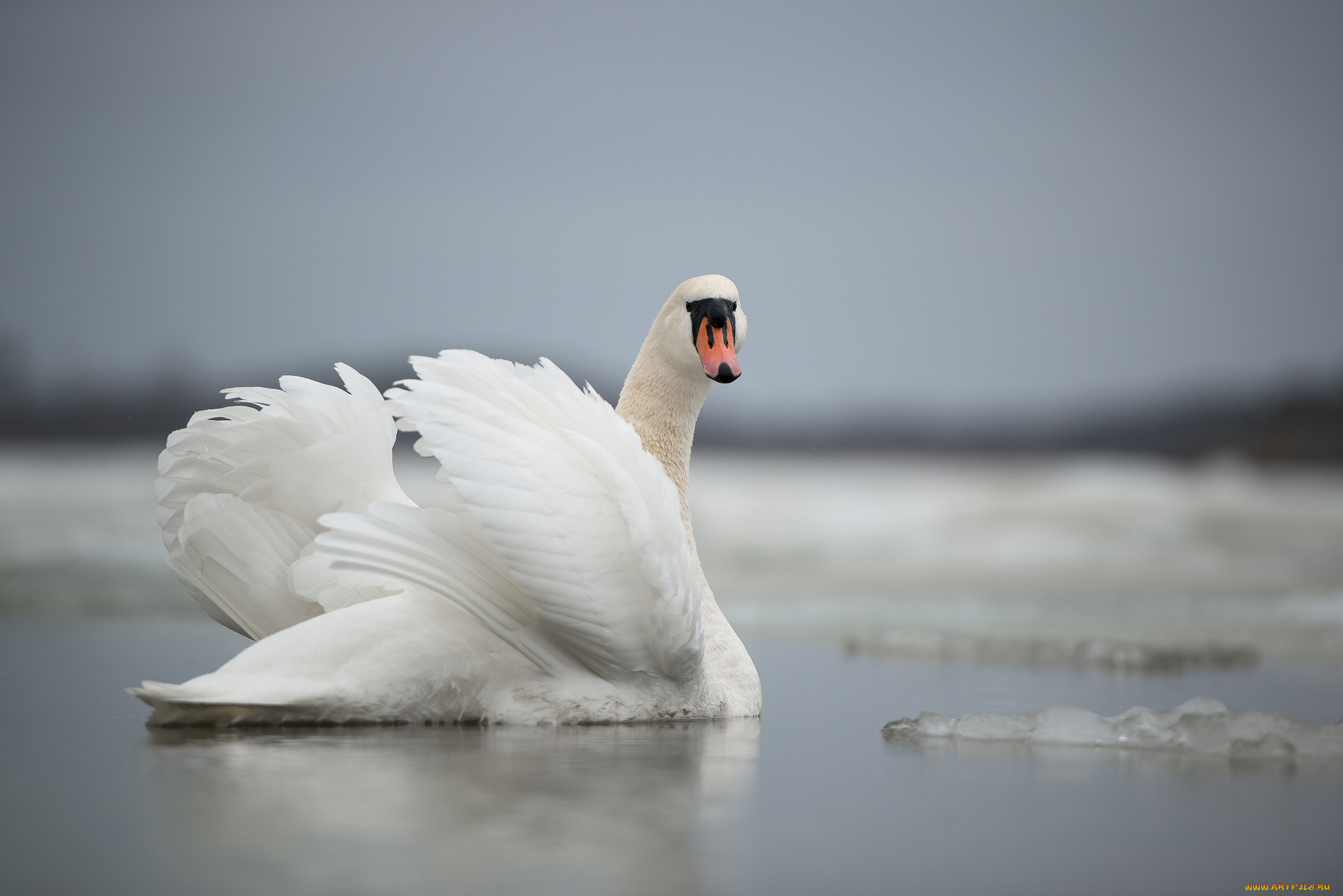 животные, лебеди, swan, lake, лебедь, озеро