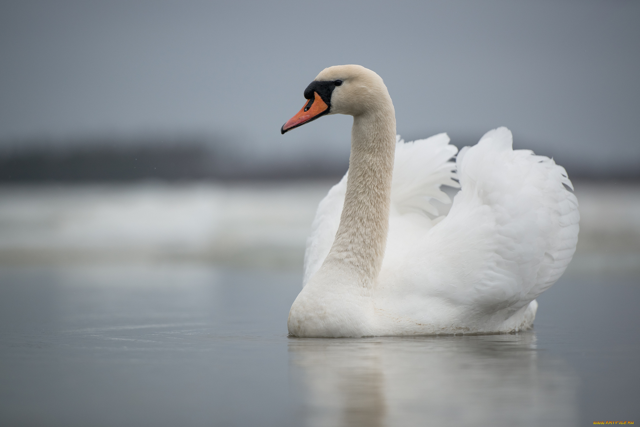 животные, лебеди, swan, lake, лебедь, озеро