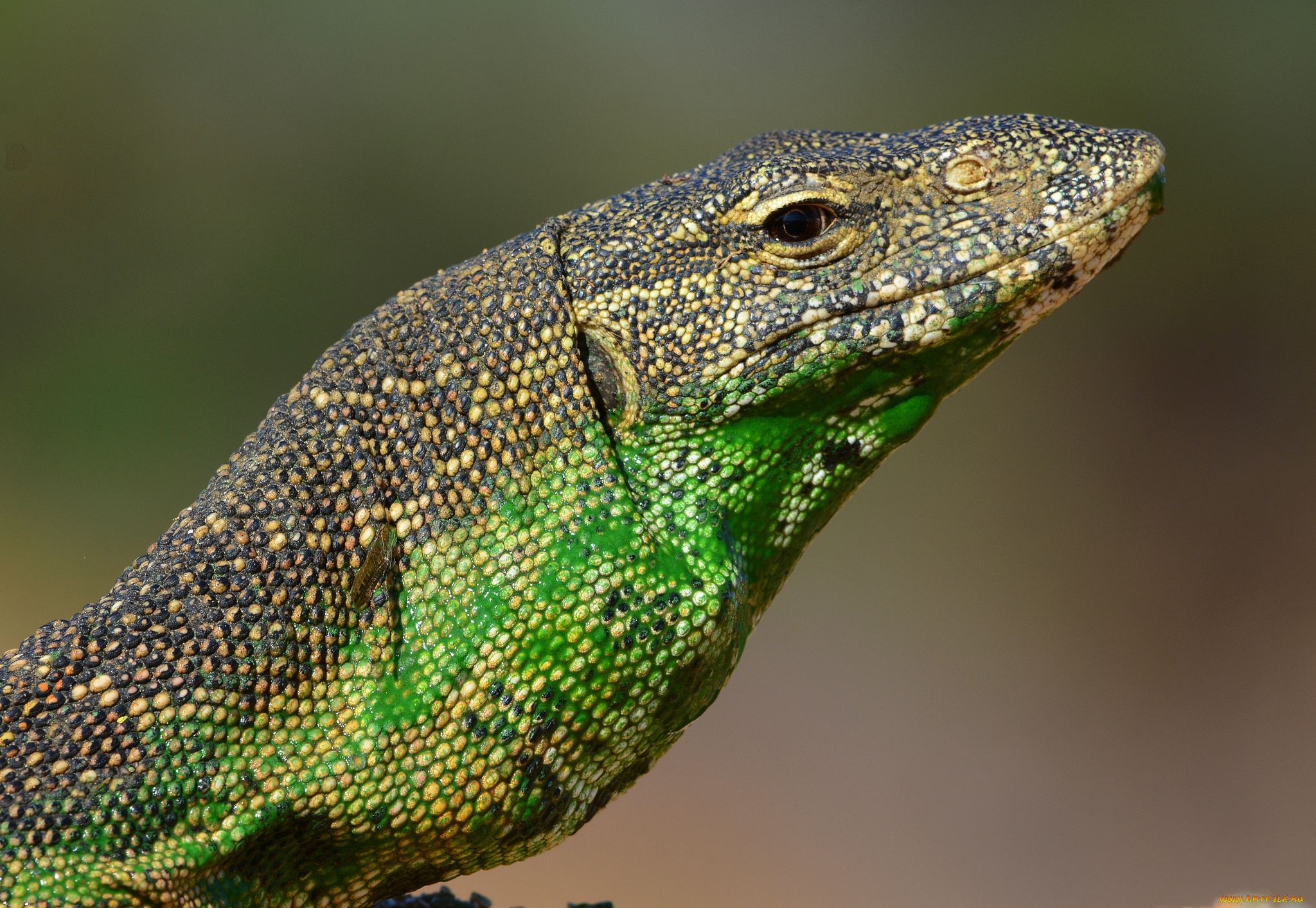 животные, Ящерицы, , игуаны, , вараны, голова, варан