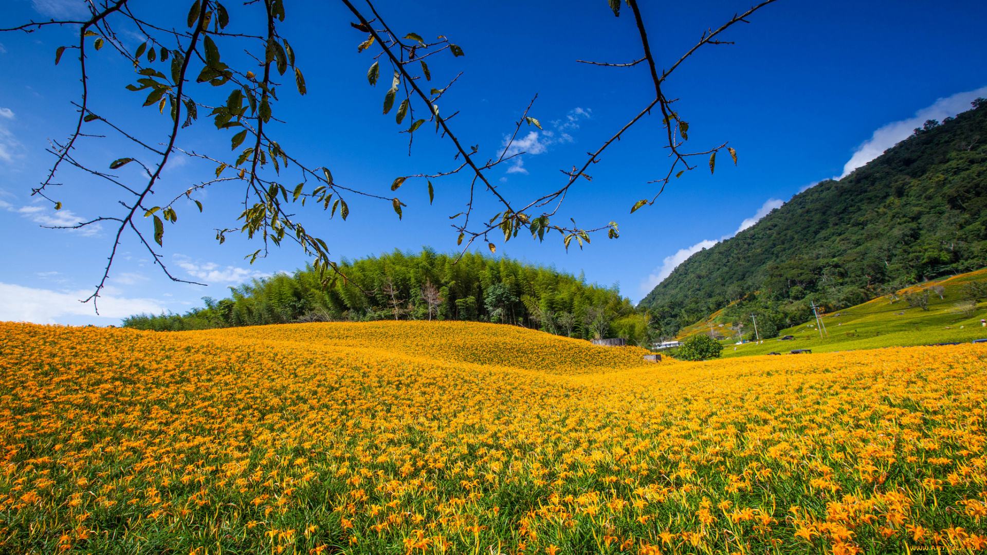 природа, луга, трава, поле, лес, цветы