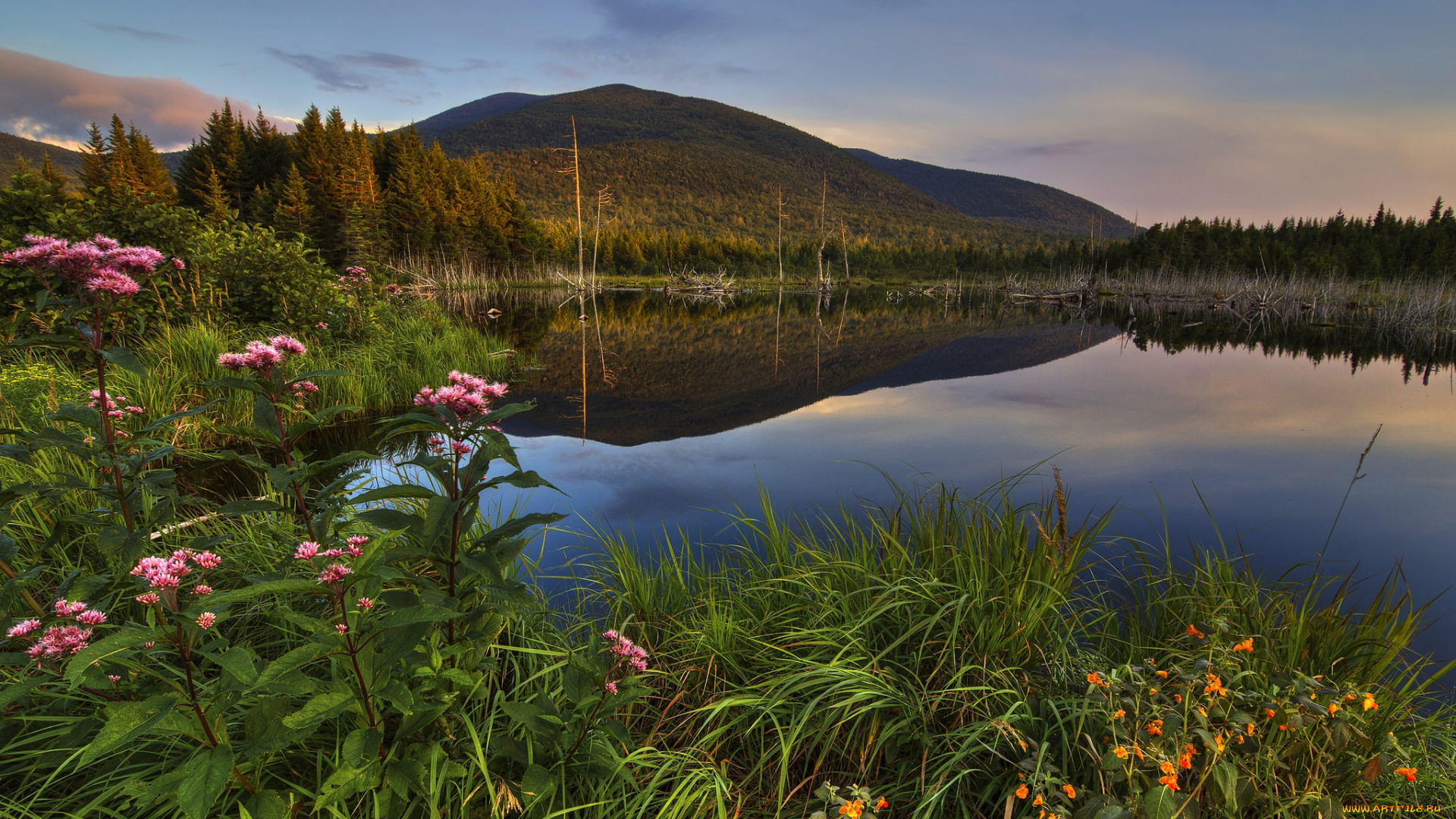 природа, реки, озера, река, лес