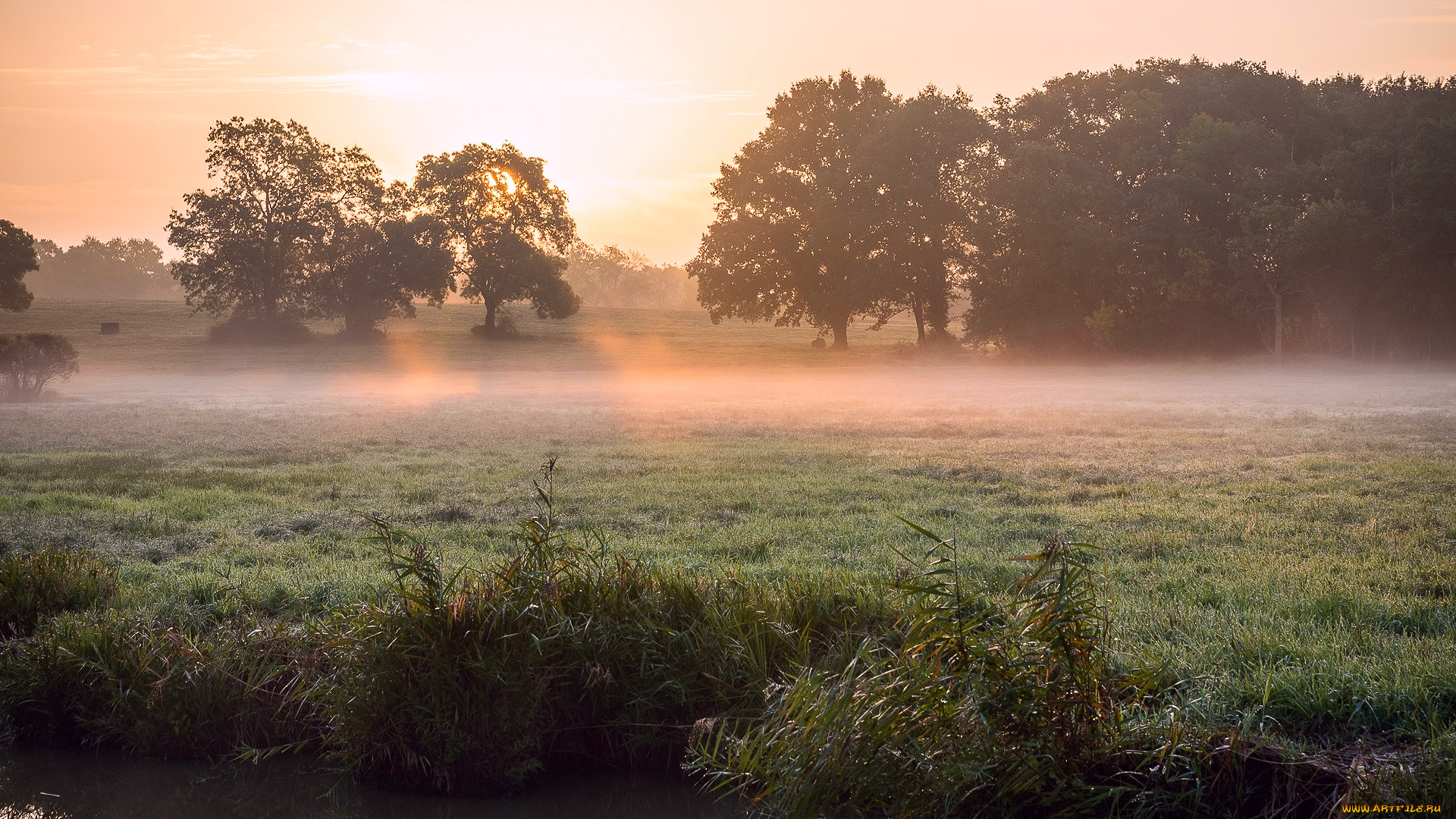 природа, восходы, закаты, свет, солнце, лучи, деревья, утро, весна, туман, роса, трава, камыш, река