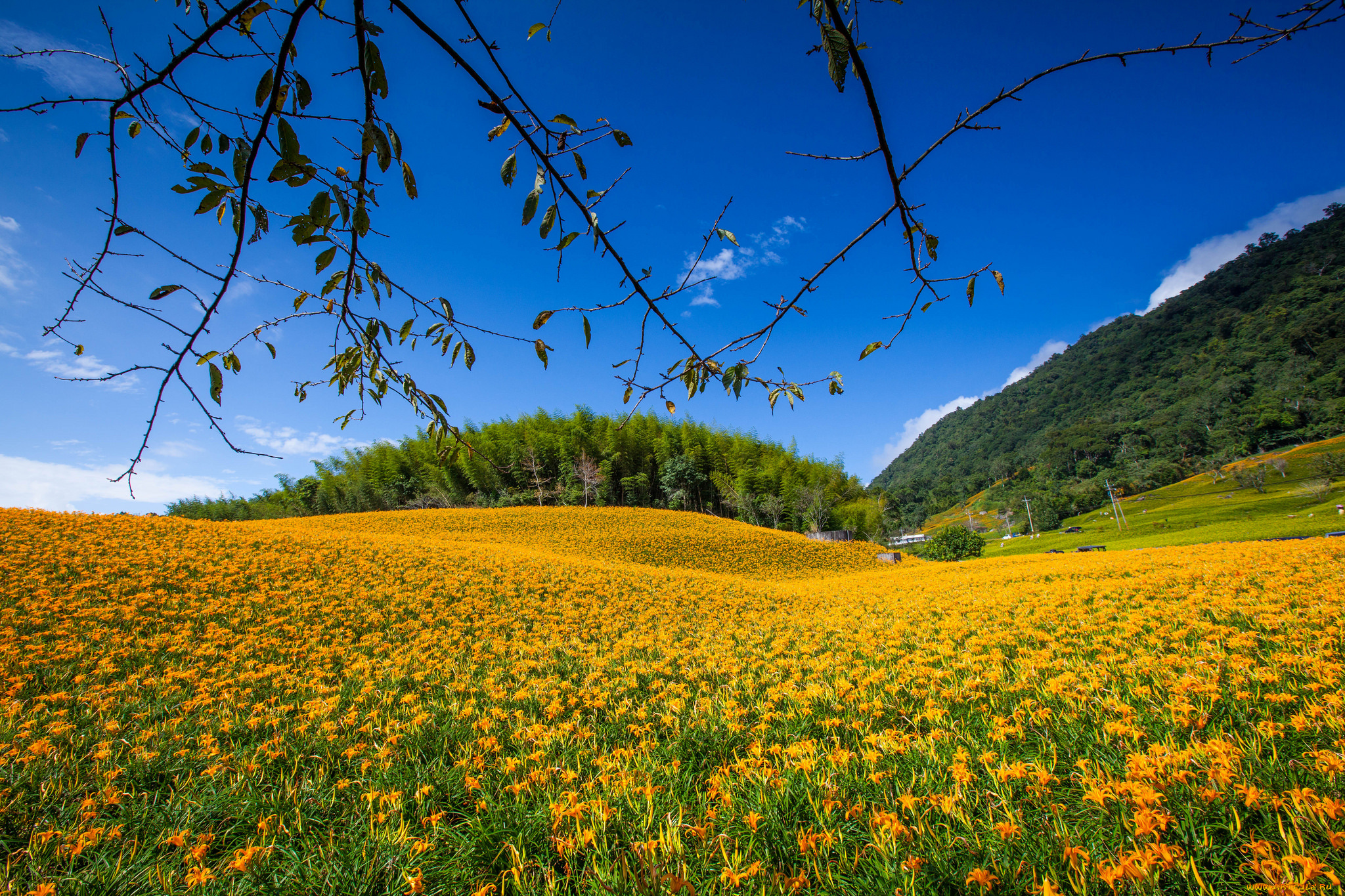 природа, луга, трава, поле, лес, цветы