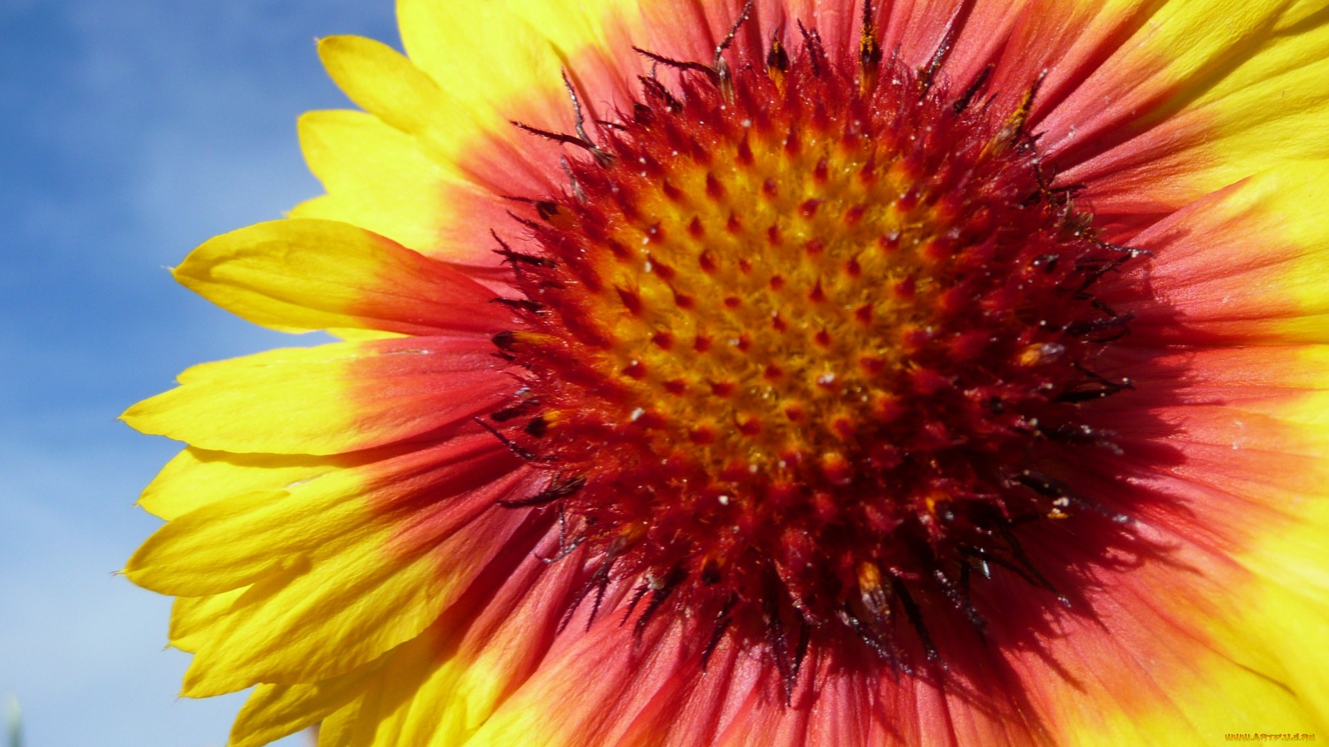 цветы, гайлардии, , гелениумы, hana, summer, flower