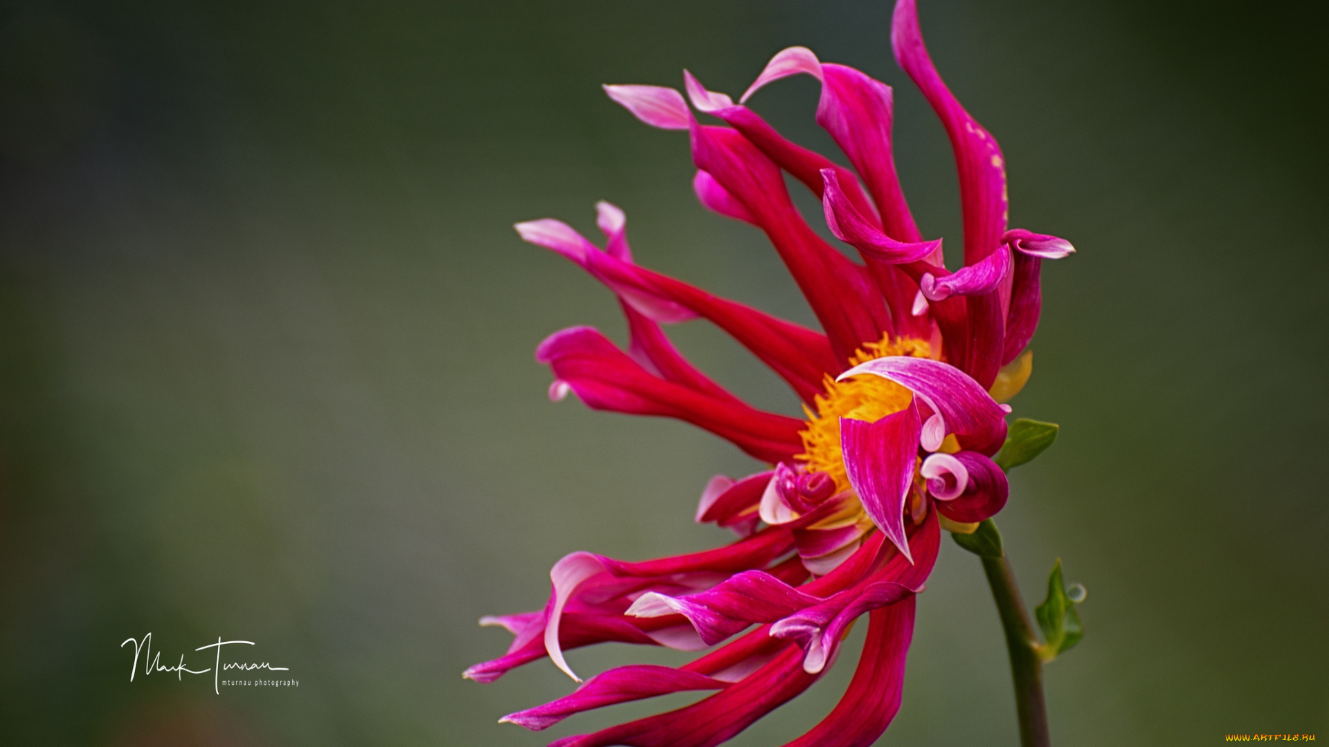 цветы, георгины, цветок, природа, фон