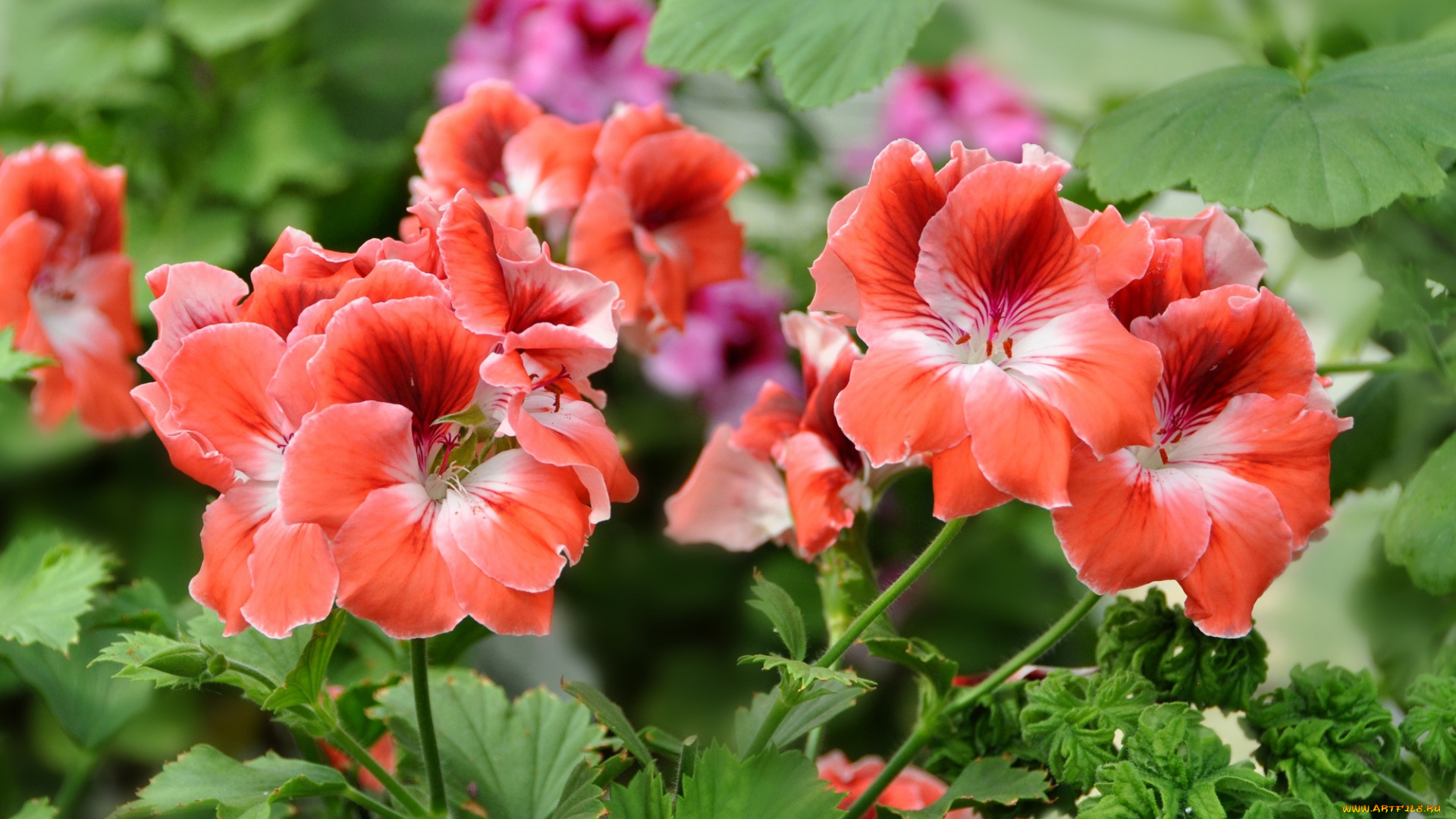 цветы, герань, цветение, кустарник