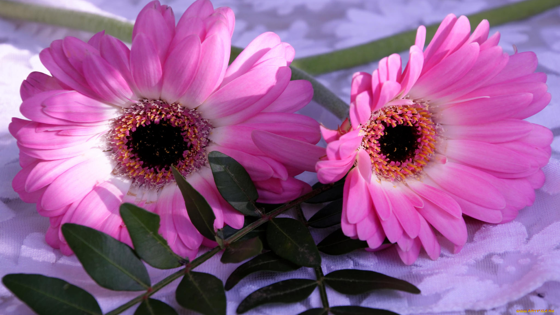 цветы, герберы, листья, лепестки, цветение, гербера