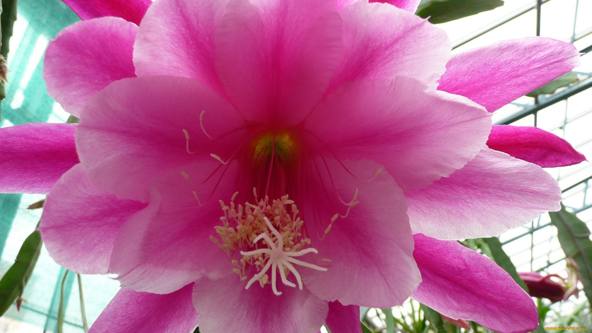 цветы, кактусы, cactus, flower