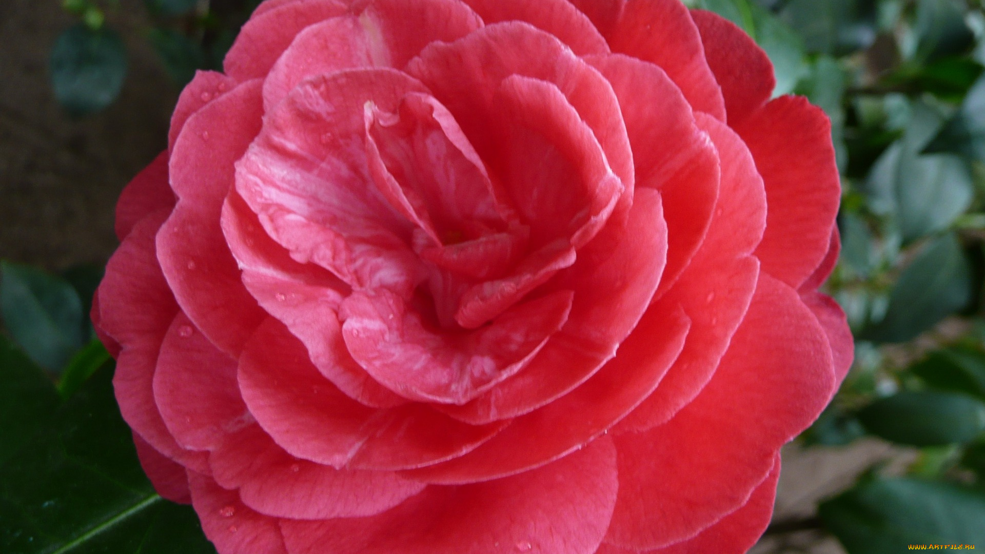 цветы, камелии, camelia, ho4hoj