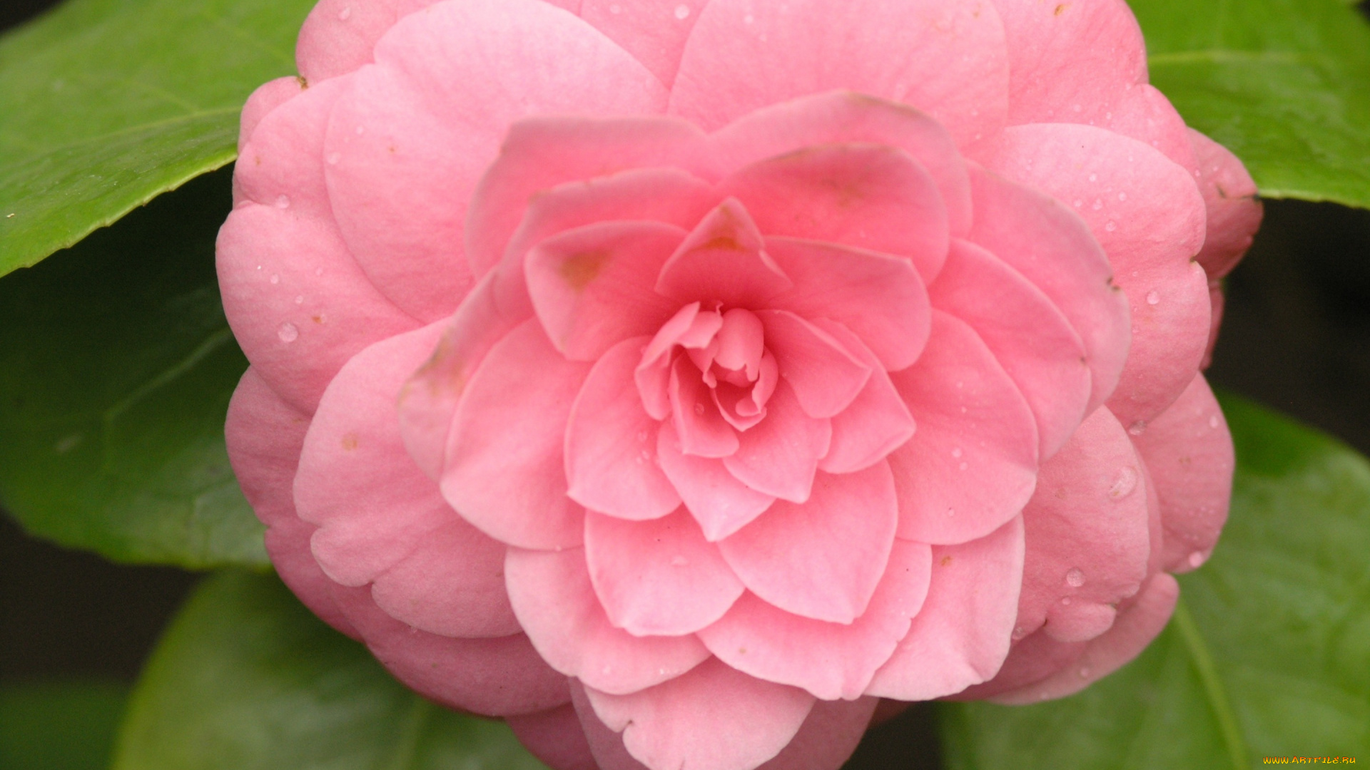 цветы, камелии, pink, camelia, flower