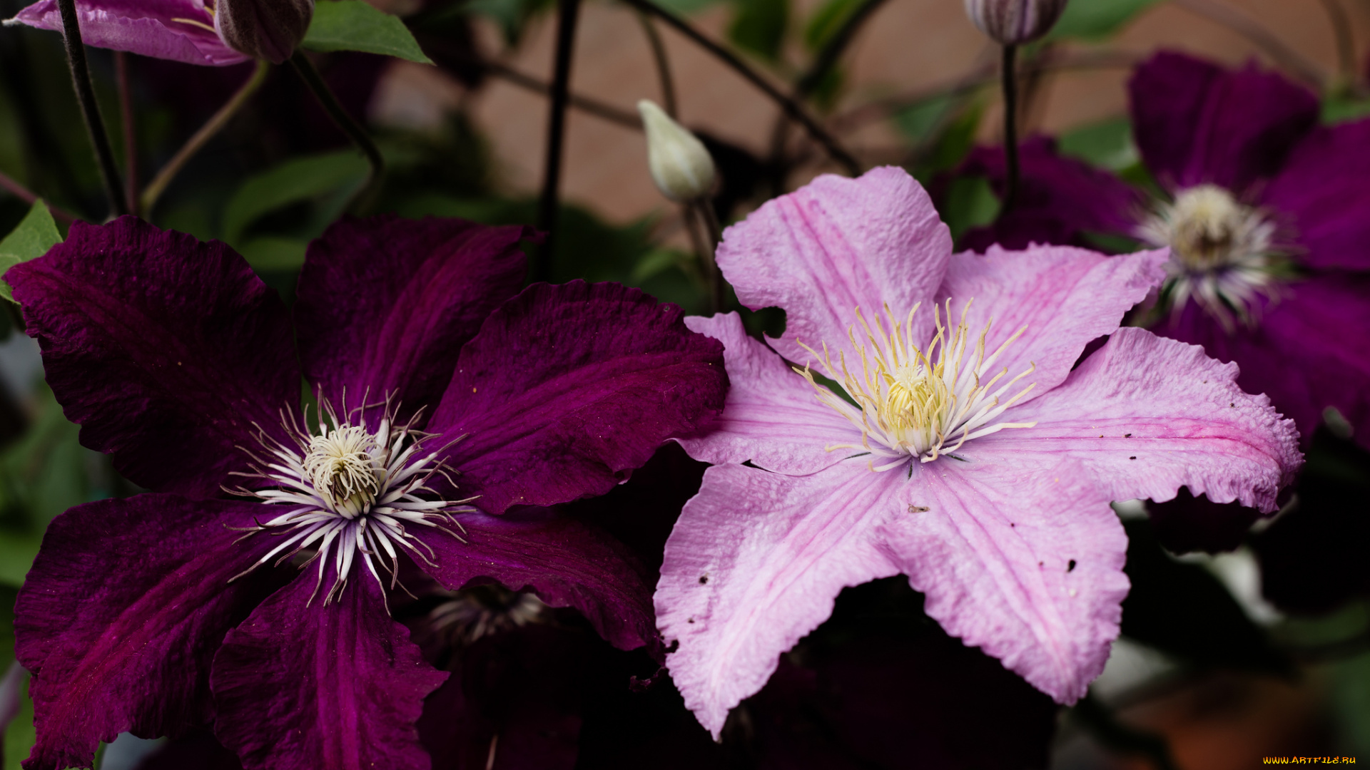 цветы, клематис, , ломонос, цветение, клематис, лепестки