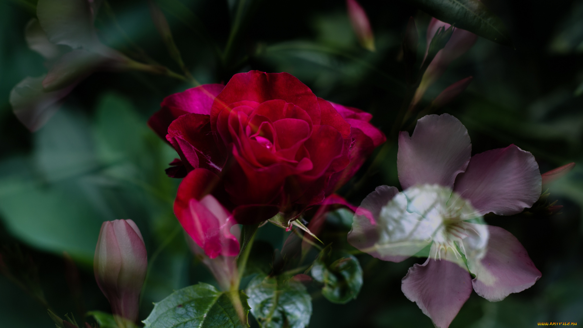 цветы, розы, blossoms, bud, листья, цветение, rose, leaves, petals, лепестки, бутон, роза