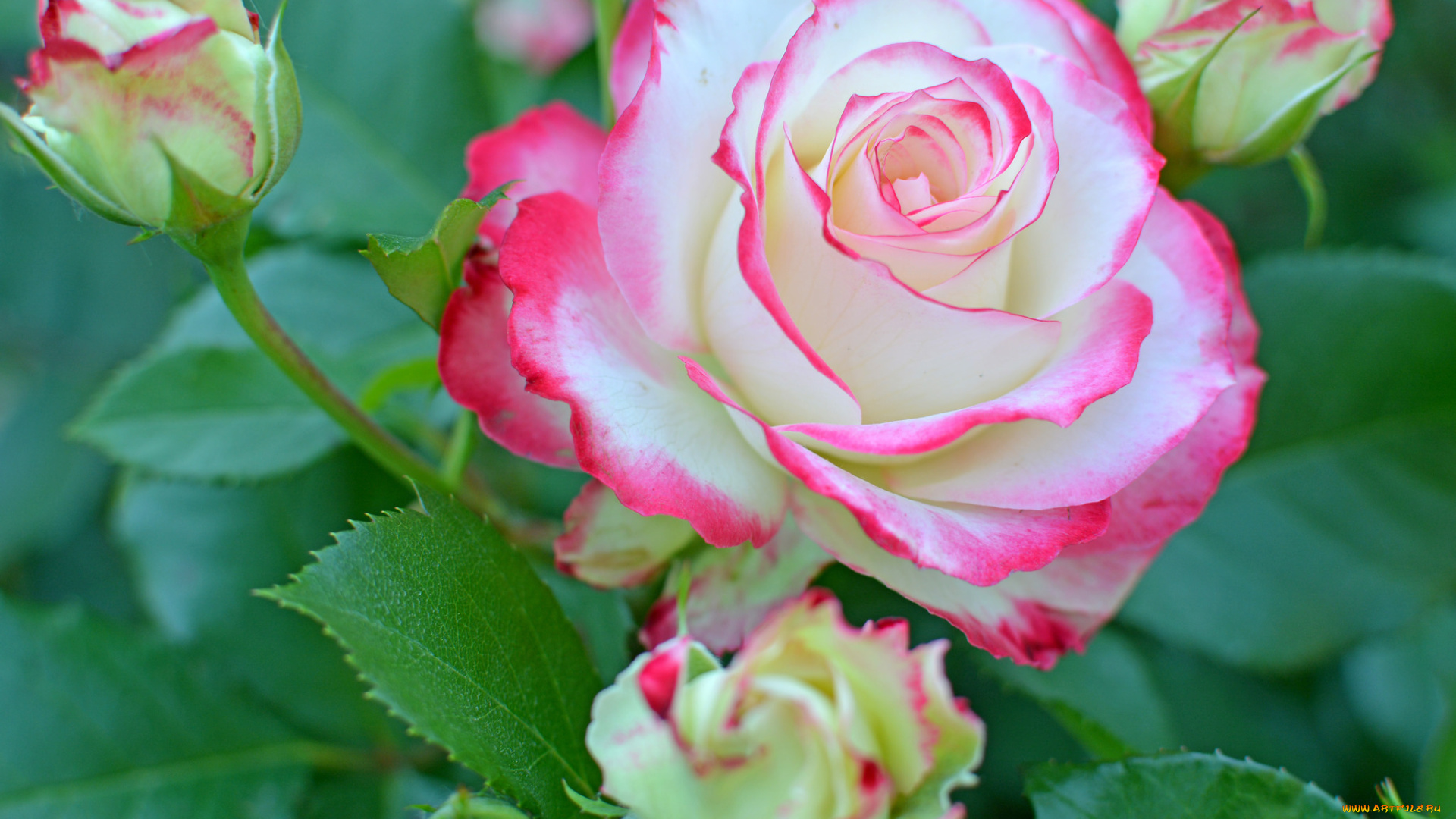 цветы, розы, bud, blossoms, роза, petals, leaves, rose, цветение, листья, лепестки, бутон