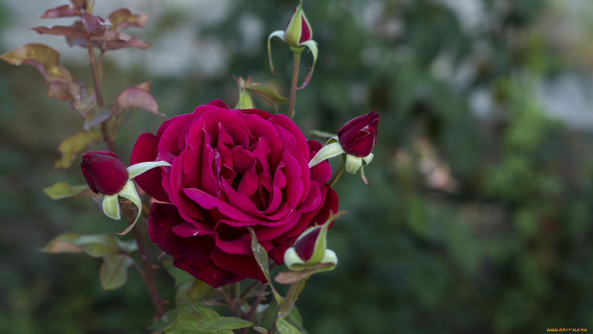 цветы, розы, бутон, blossoms, лепестки, роза, leaves, petals, bud, rose, листья, цветение