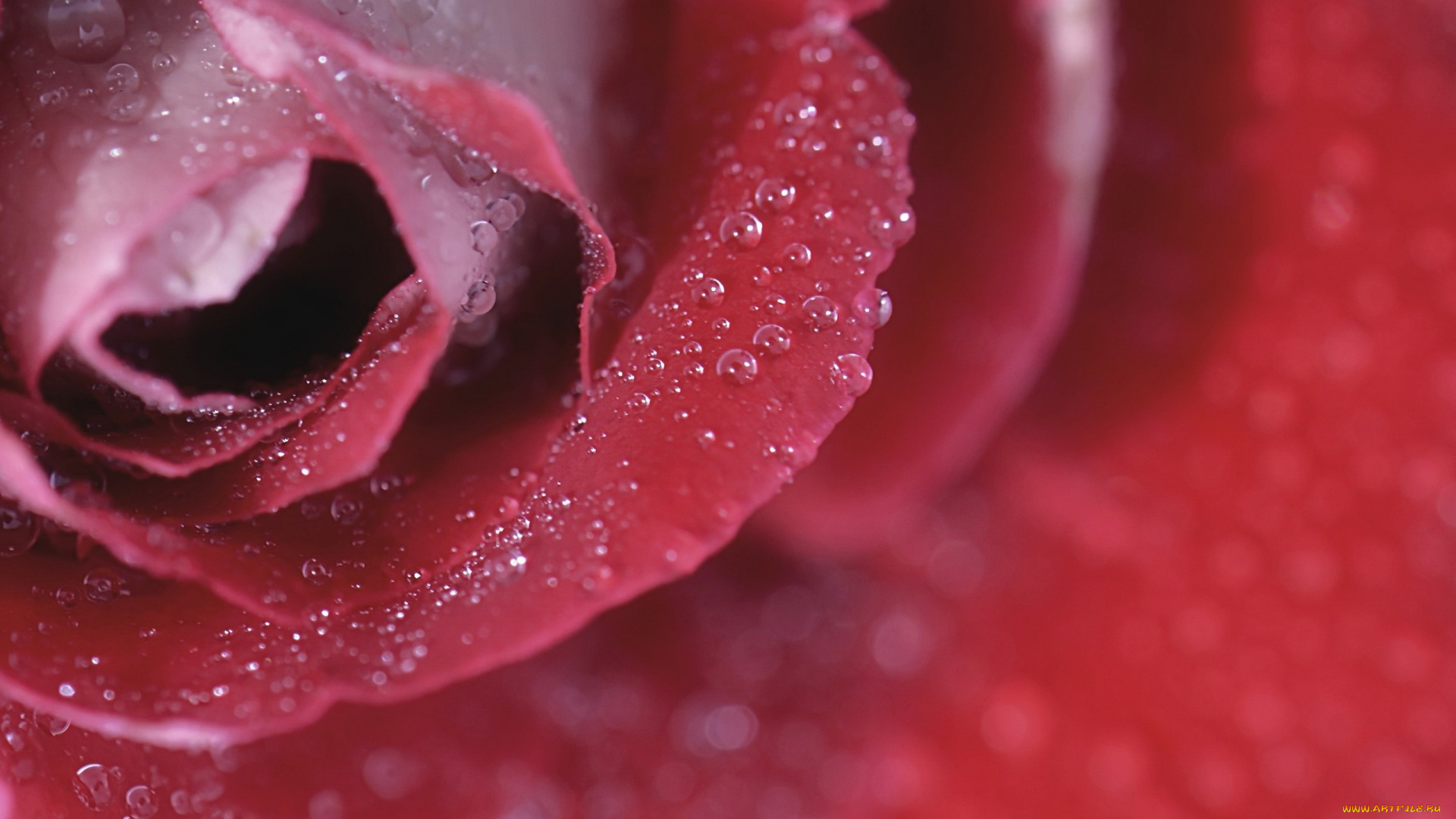 цветы, розы, роза, фон, макро