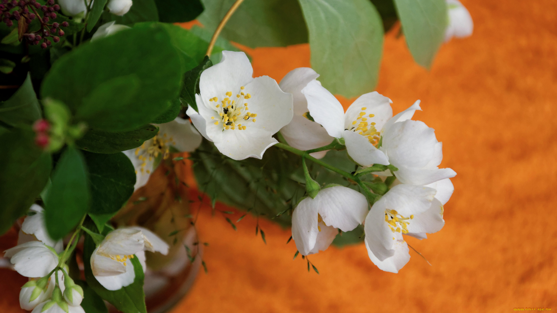 цветы, жасмин, ветка, букет