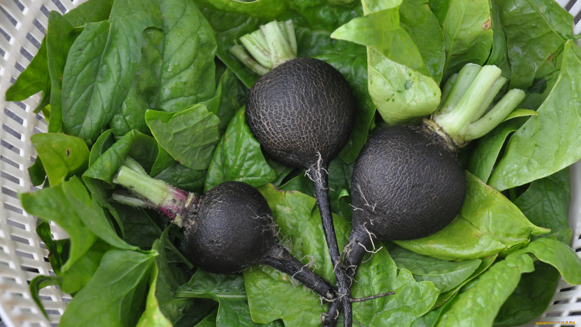 еда, редис, , репа, , редька, снедь