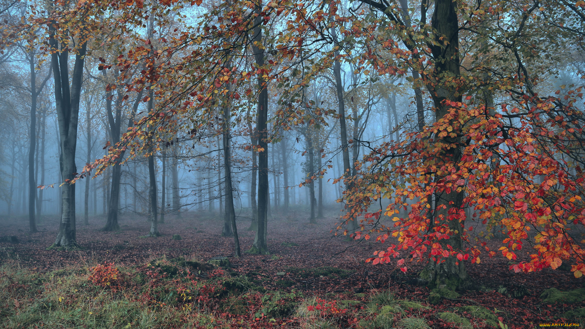 природа, лес, простор