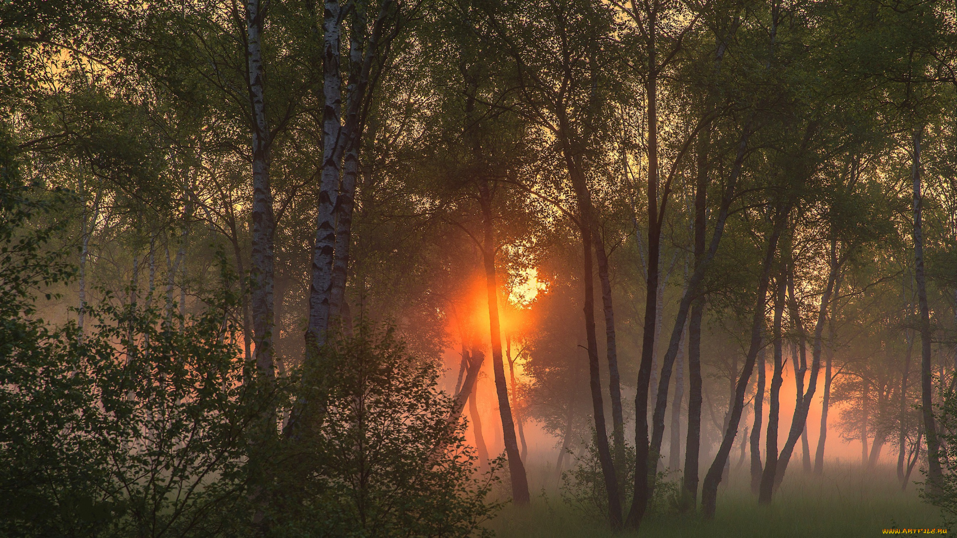 природа, лес, простор