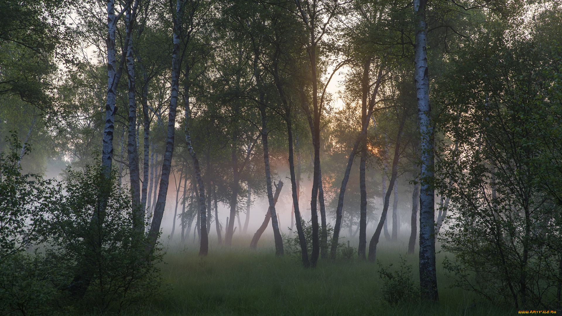 природа, лес, простор