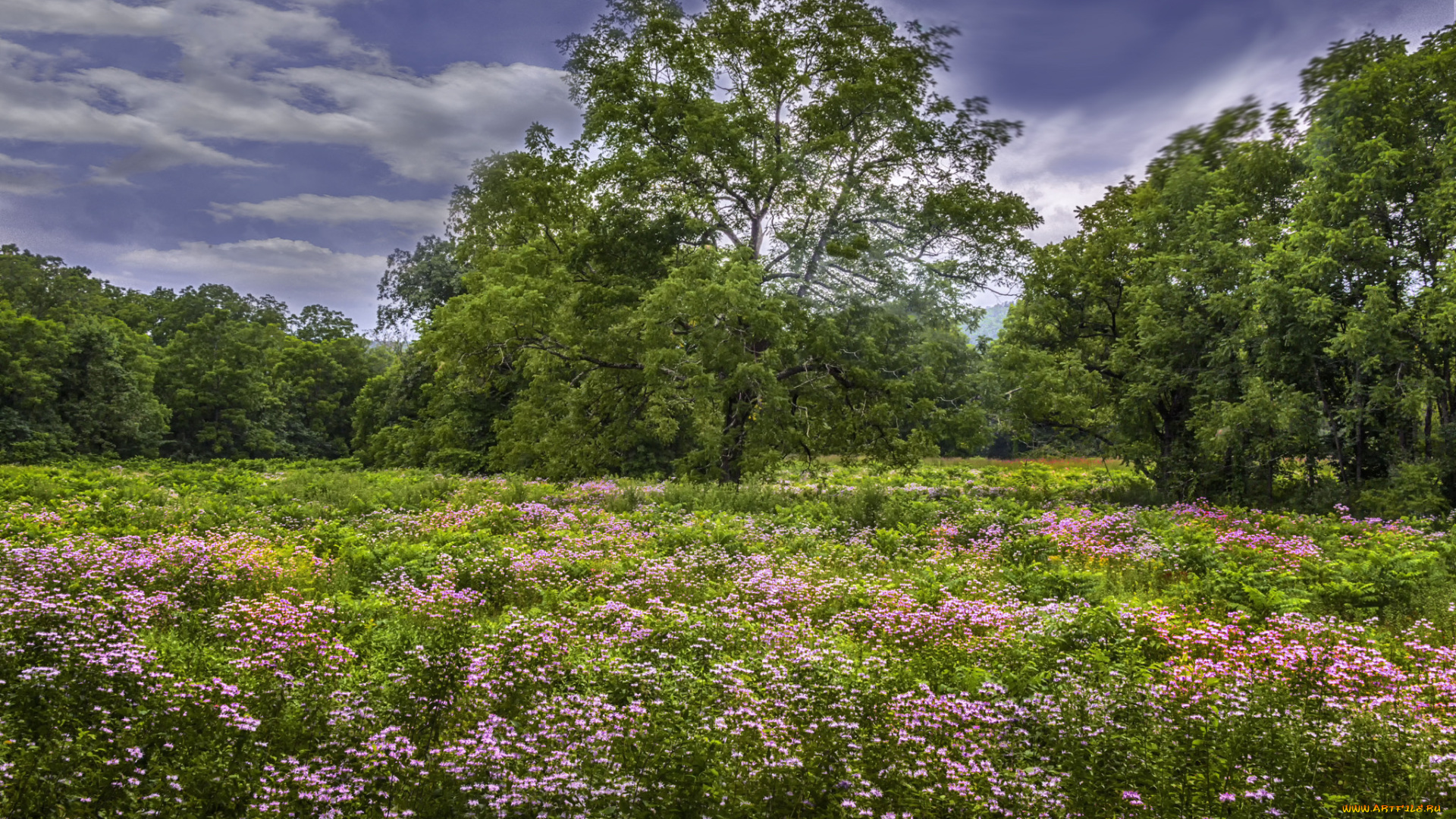 природа, луга, простор