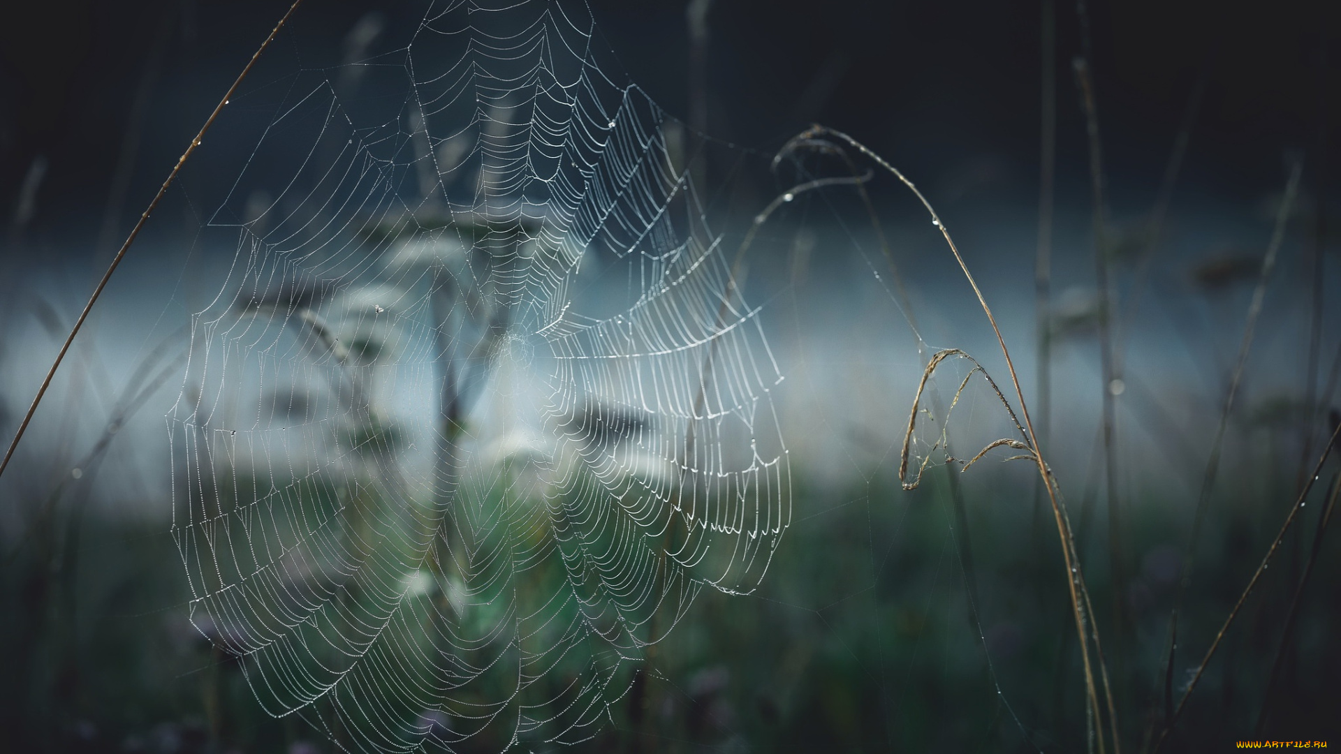 природа, макро, фон, паутина
