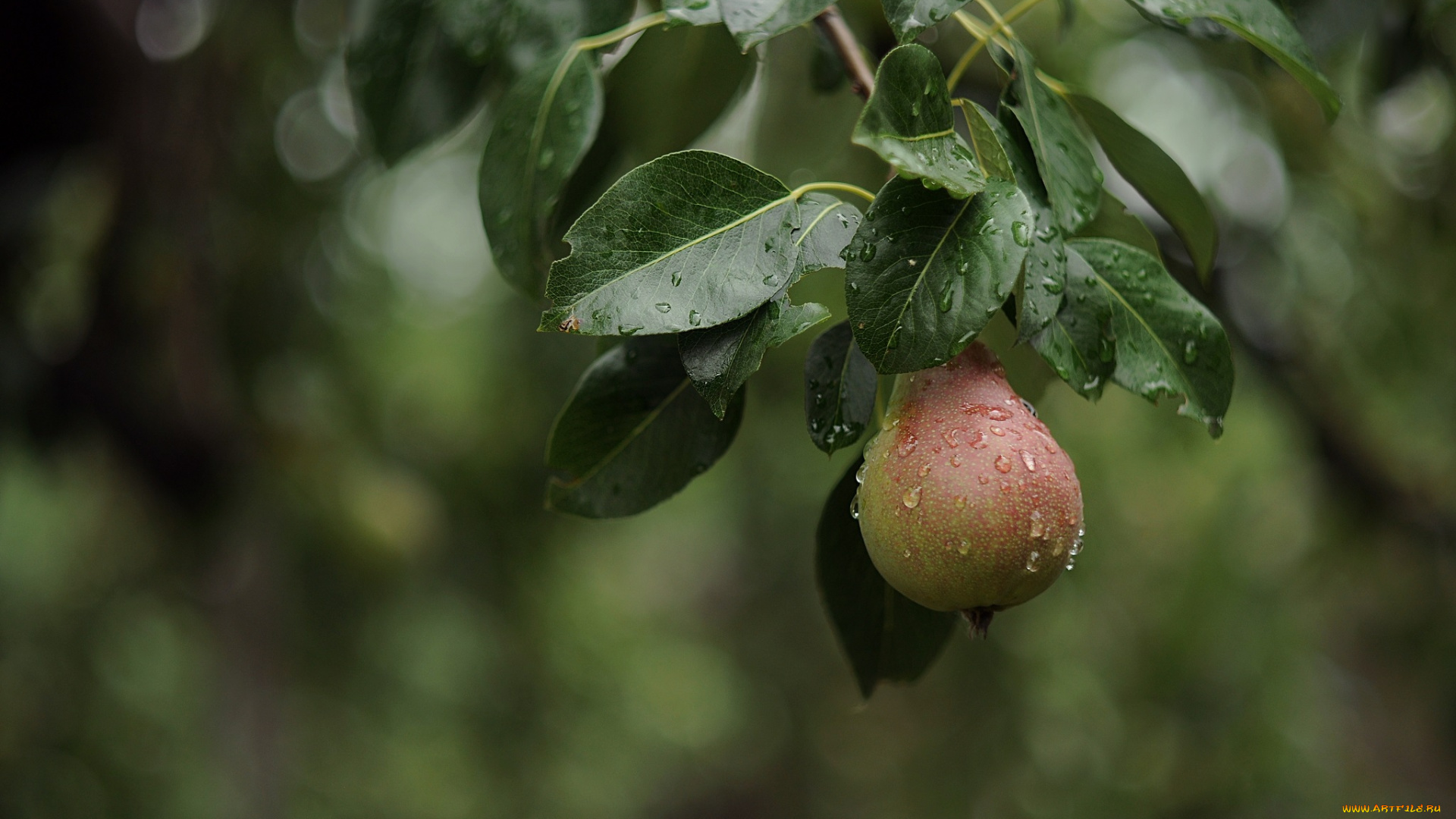природа, плоды, груша, дождь, лето