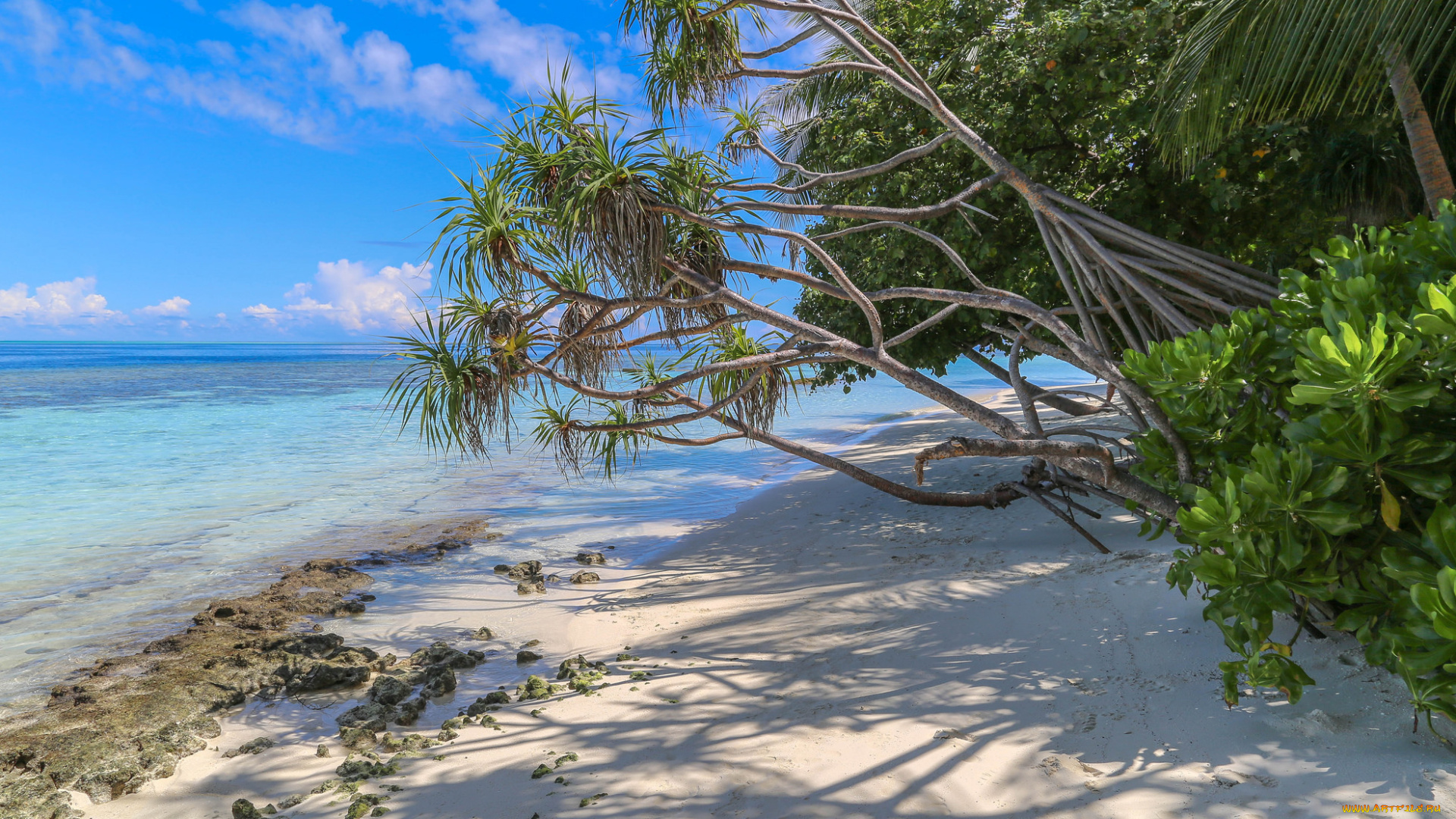 природа, тропики, простор