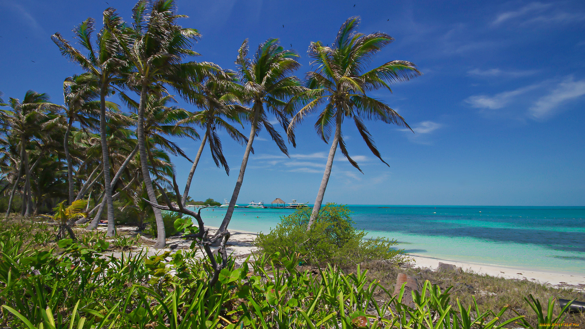 природа, тропики, простор