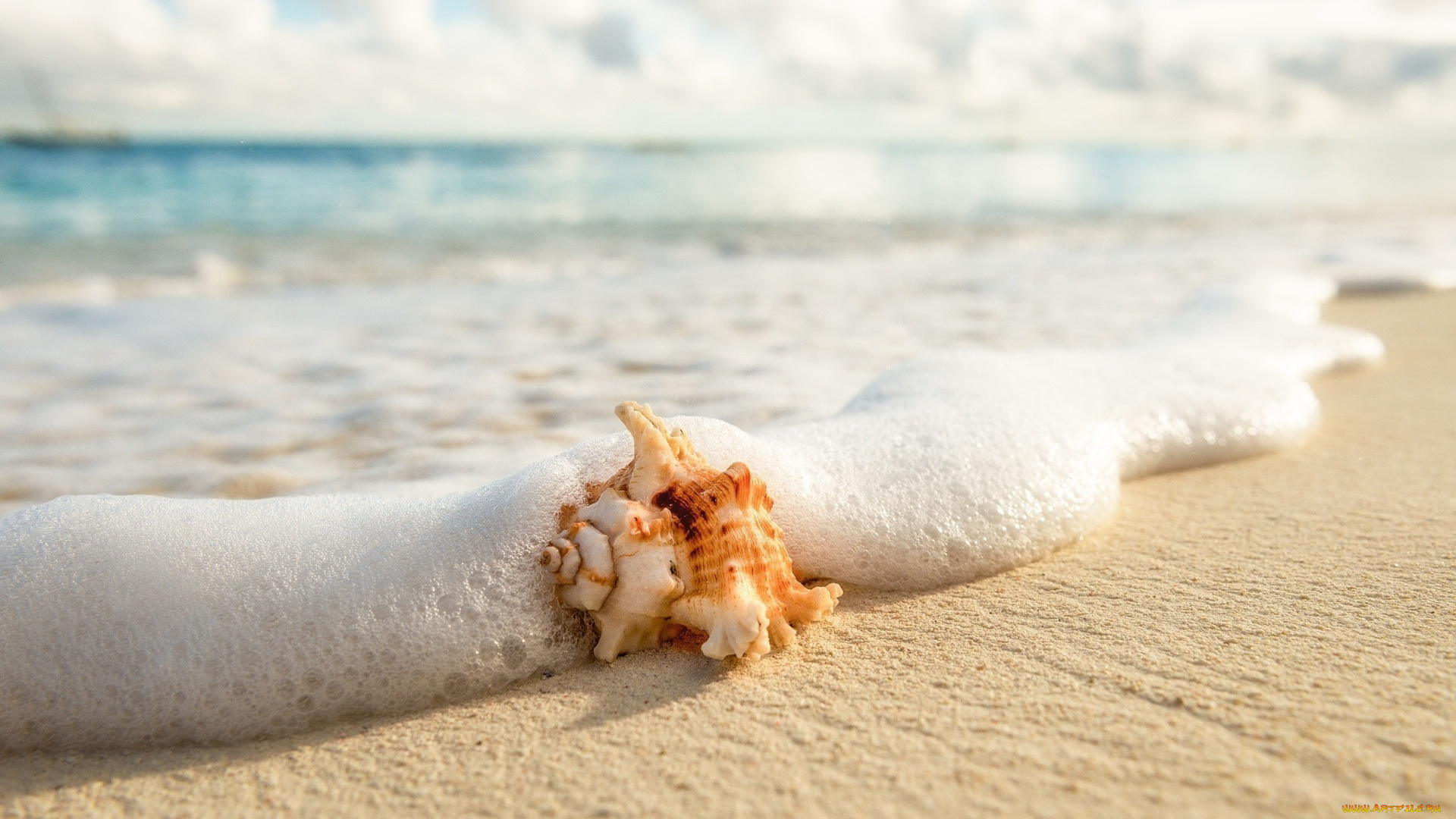 разное, ракушки, , кораллы, , декоративные, и, spa-камни, раковина, волна, пляж, море, берег, песок