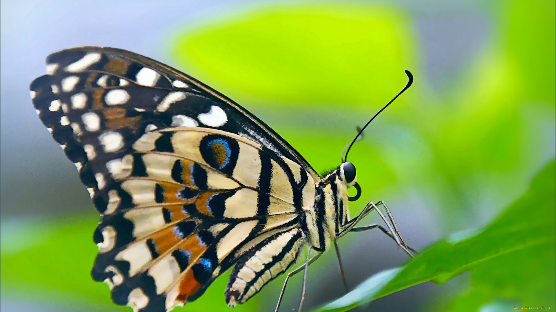 животные, бабочки, , мотыльки, , моли, бабочка