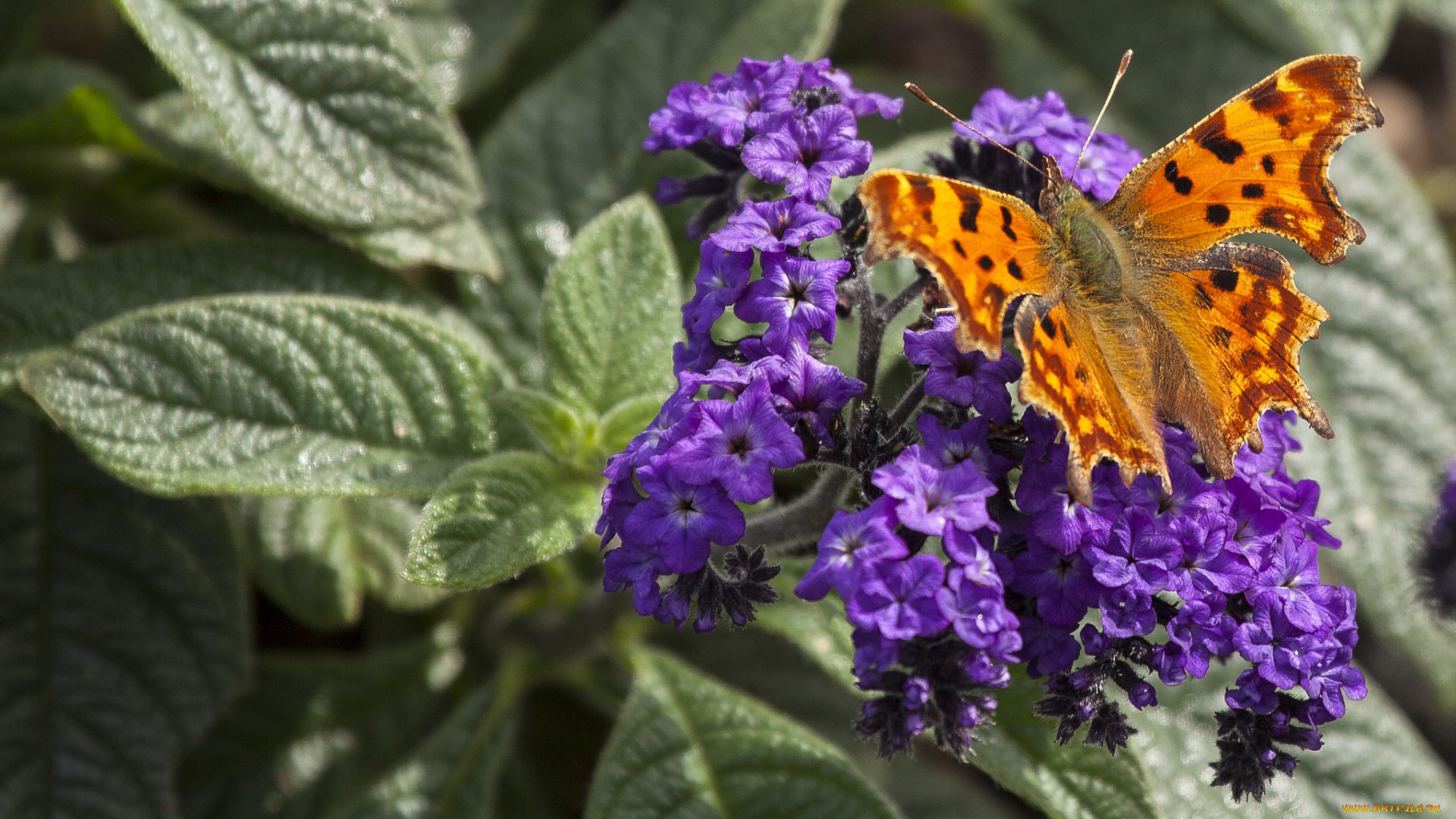 животные, бабочки, , мотыльки, , моли, бабочка