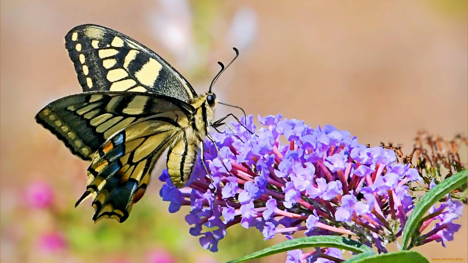 животные, бабочки, , мотыльки, , моли, бабочка