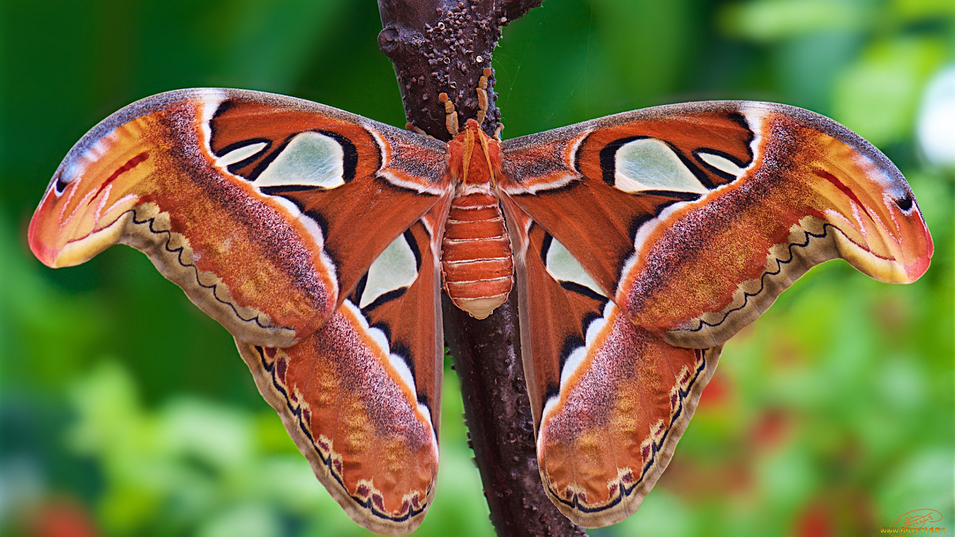 животные, бабочки, , мотыльки, , моли, бабочка