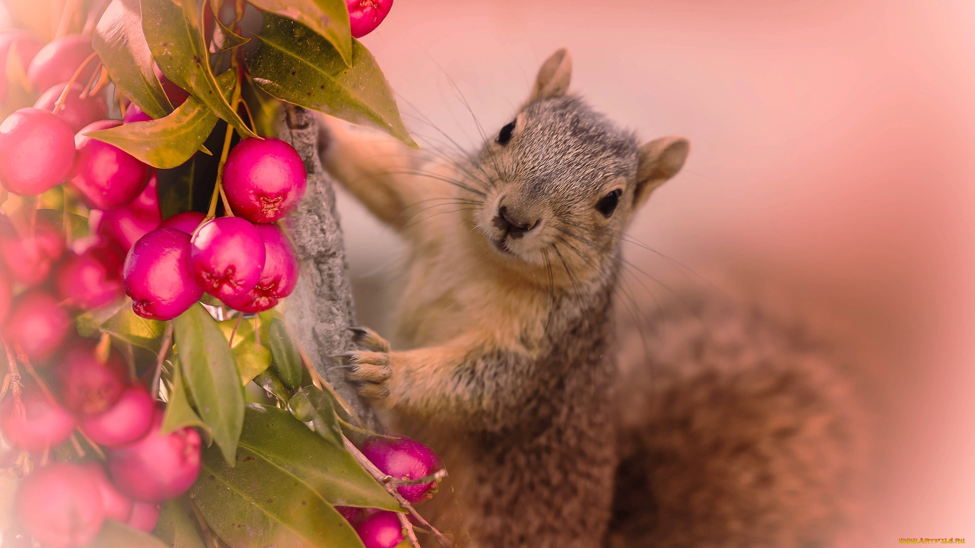 животные, белки, ягоды