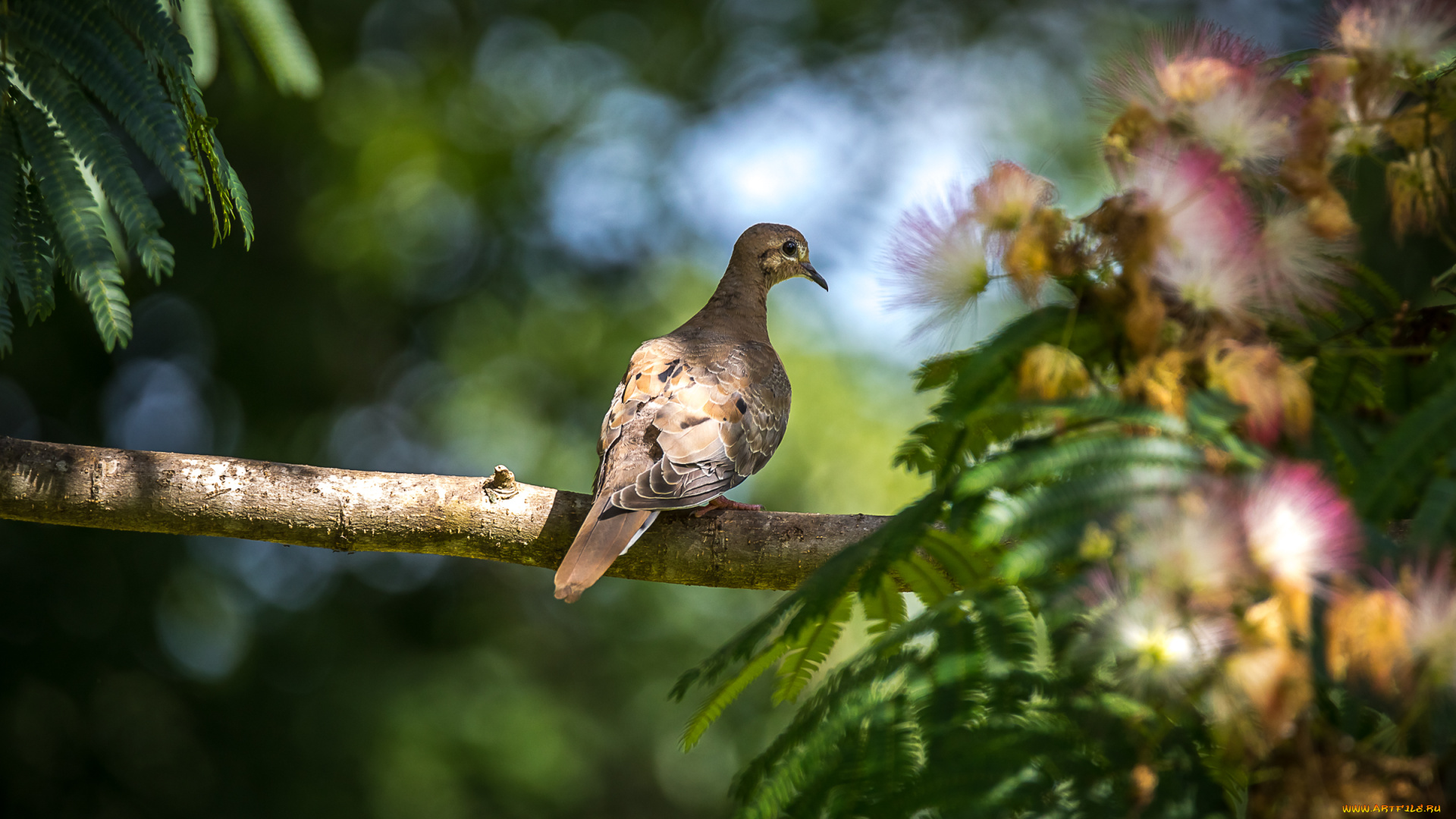 животные, голуби, птица, окрас, перья