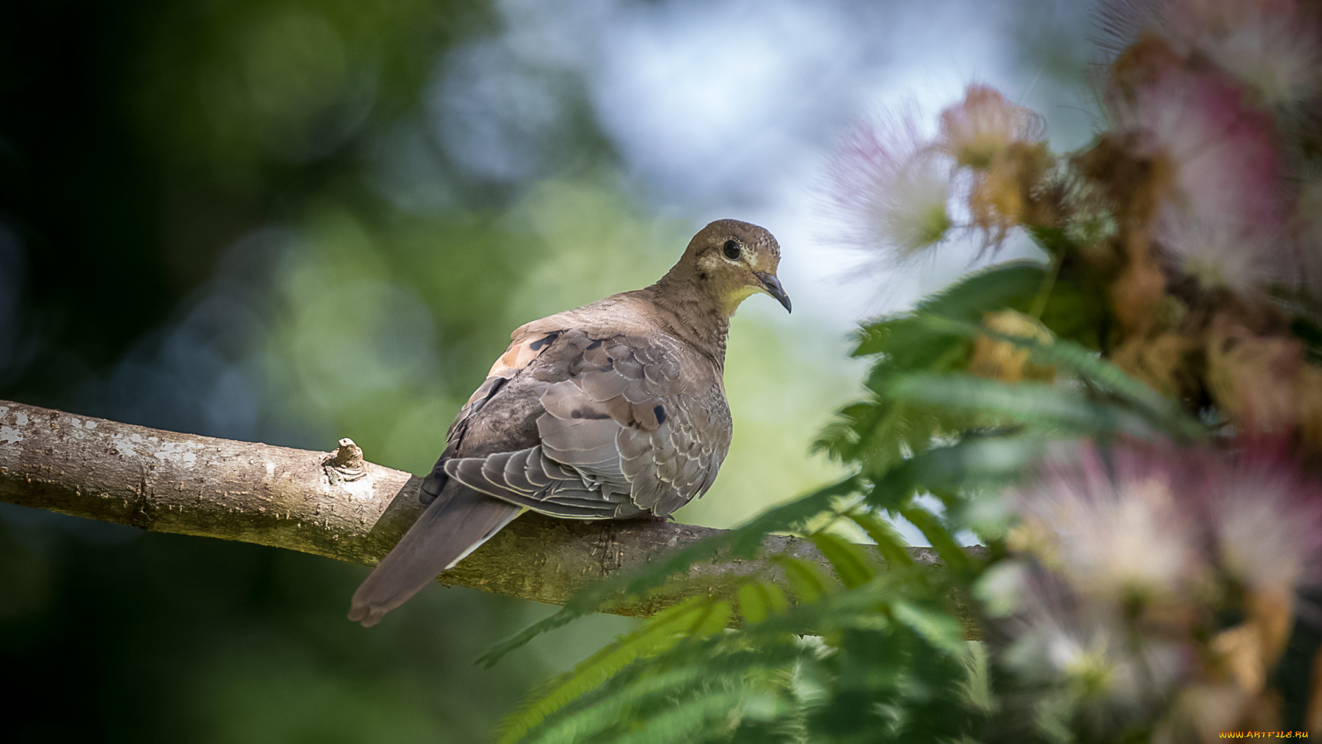 животные, голуби, птица, окрас, перья