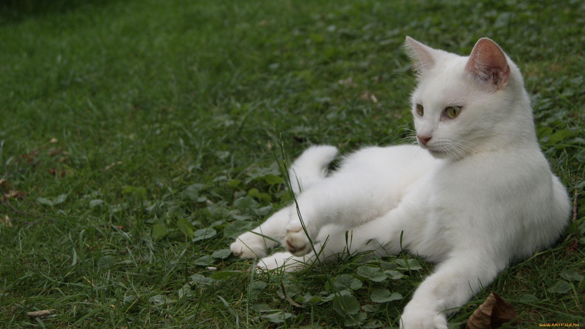 животные, коты, белый, цвет