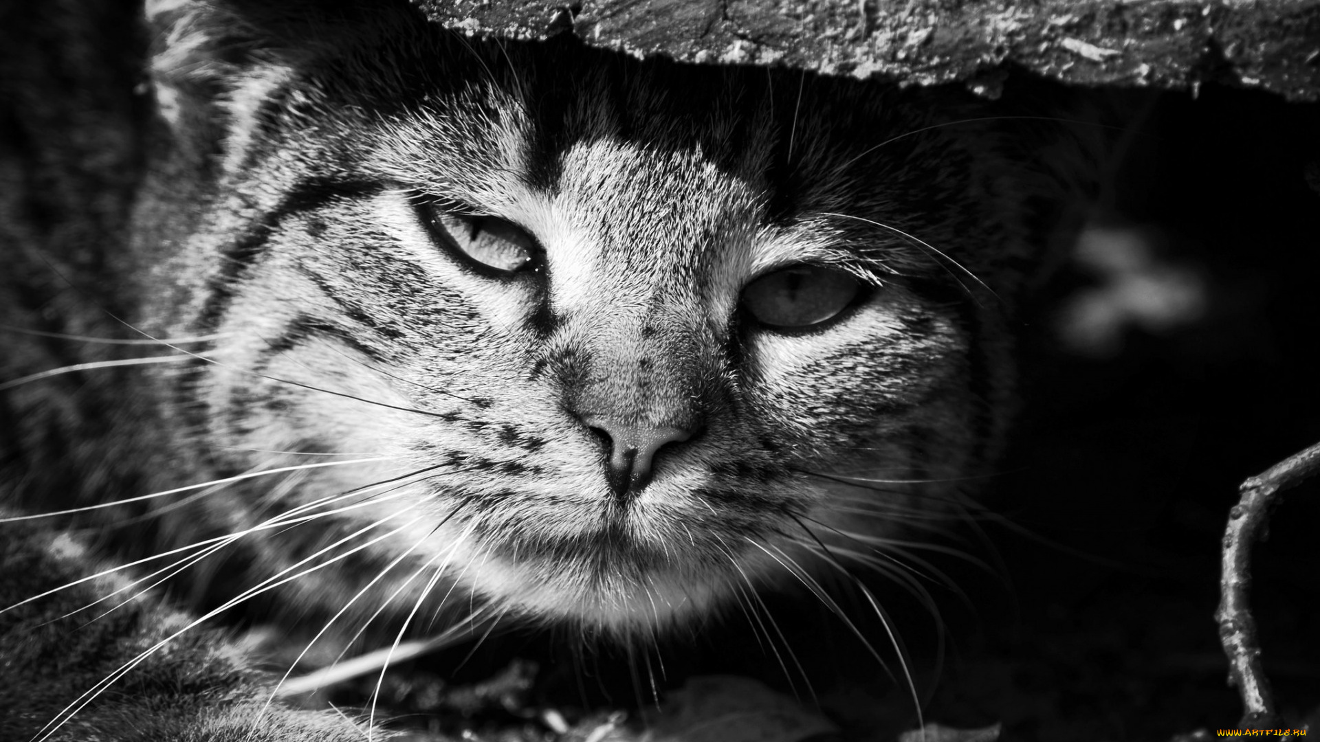 животные, коты, черно-белое, фото