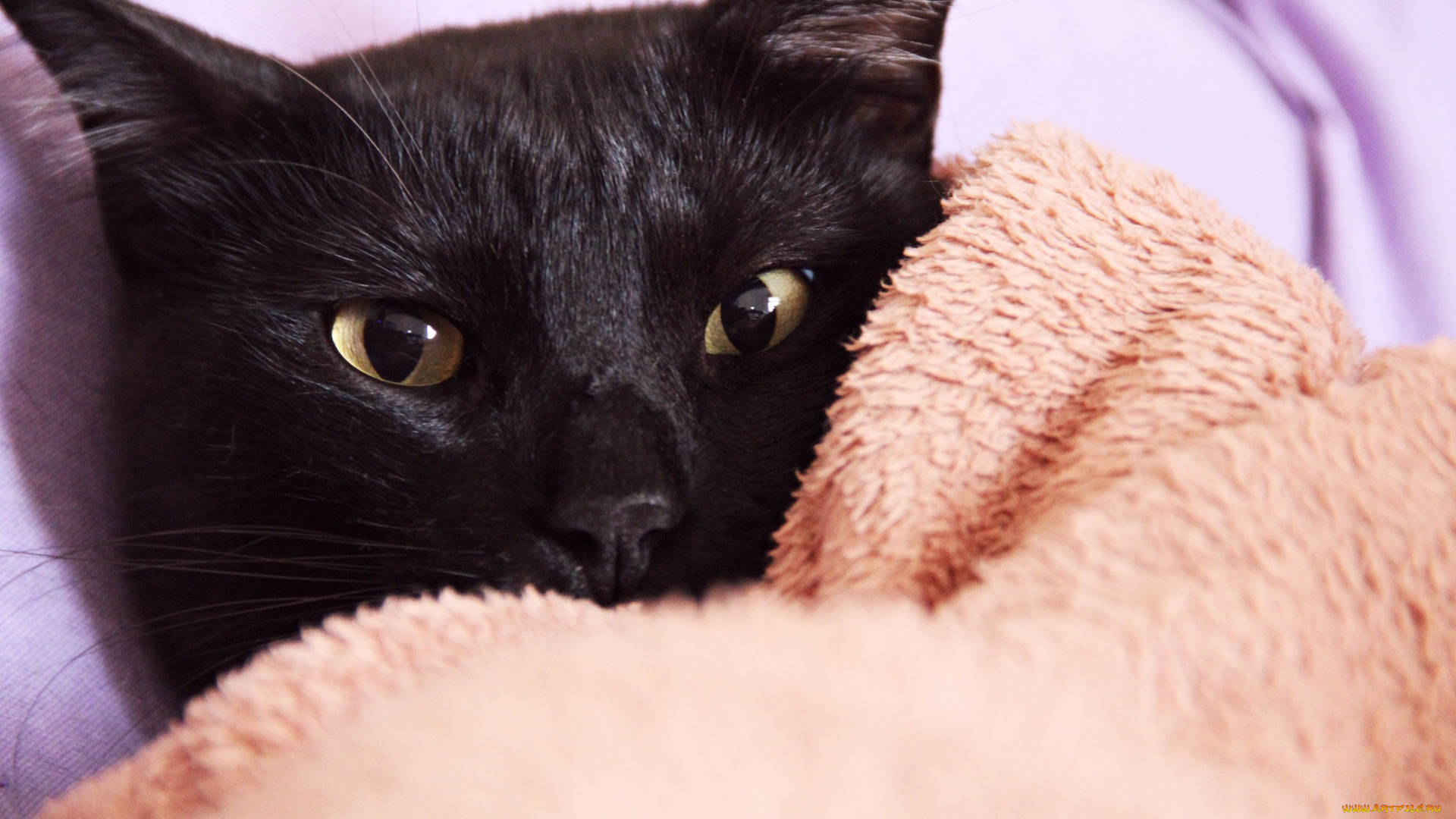 животные, коты, черный, цвет