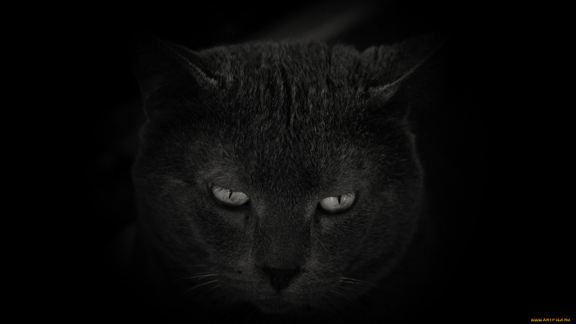 животные, коты, черный, фон
