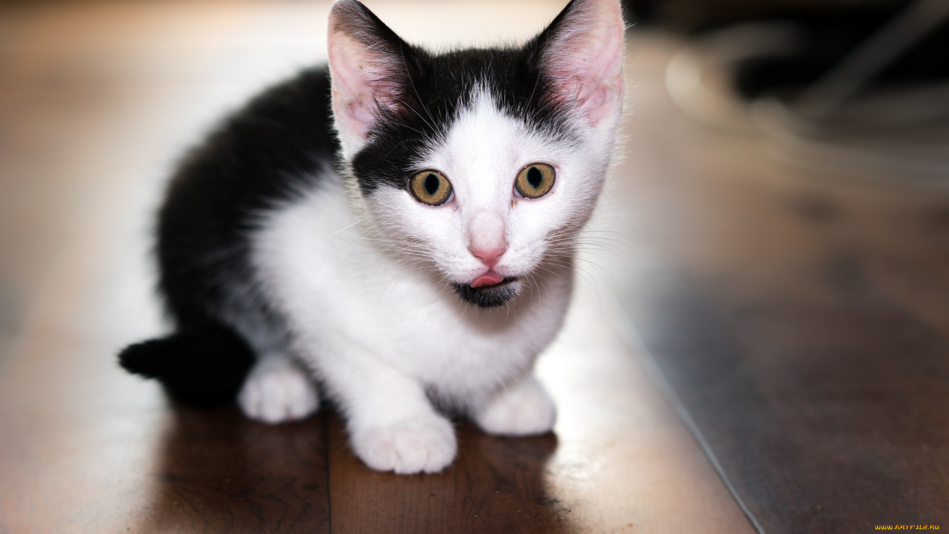 животные, коты, котёнок