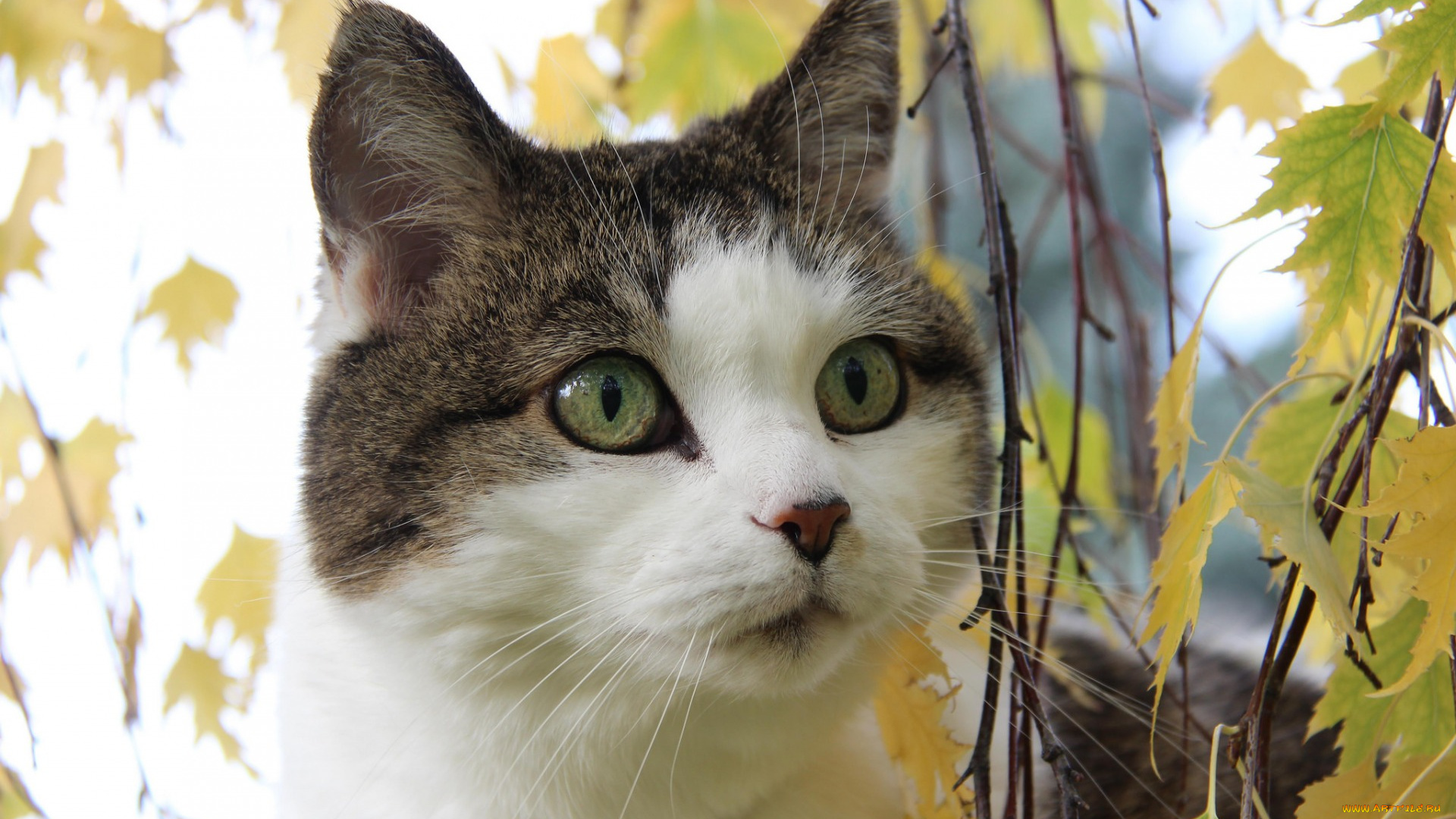 животные, коты, листья