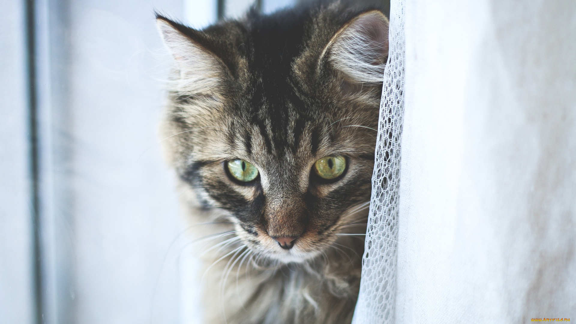 животные, коты, морда