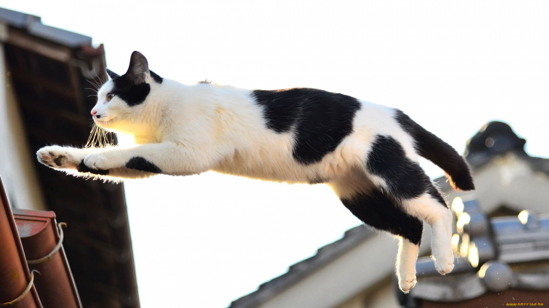 животные, коты, прыжок