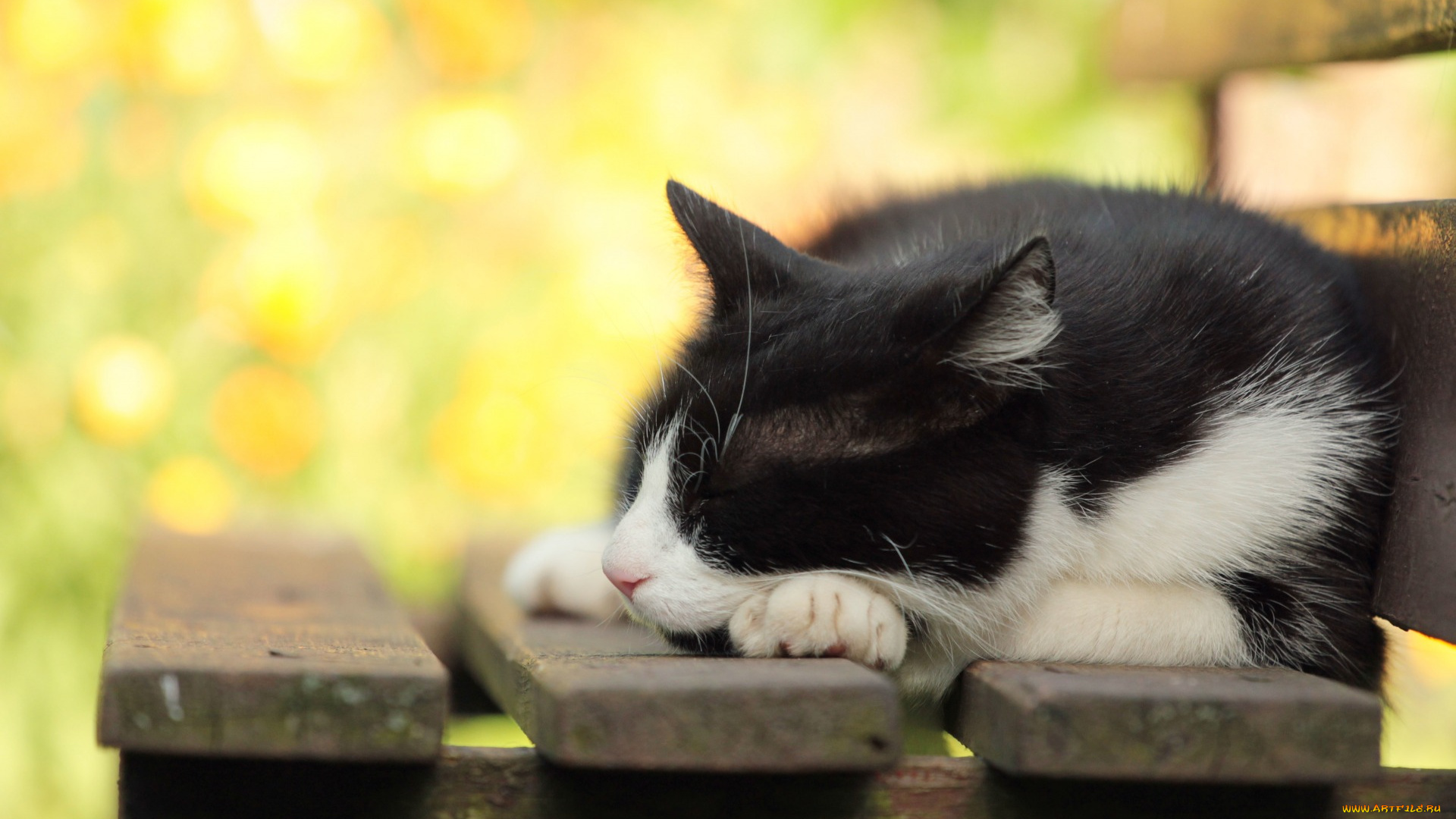 животные, коты, скамейка
