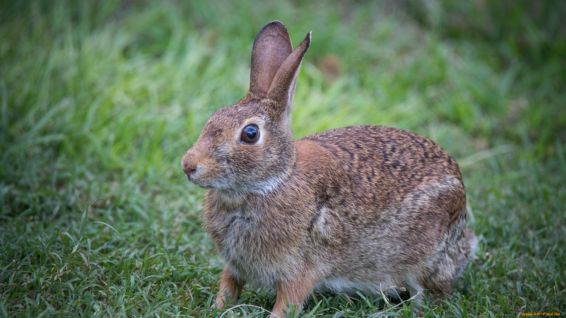 животные, кролики, , зайцы, природа, ушки, трава, животное, кролик