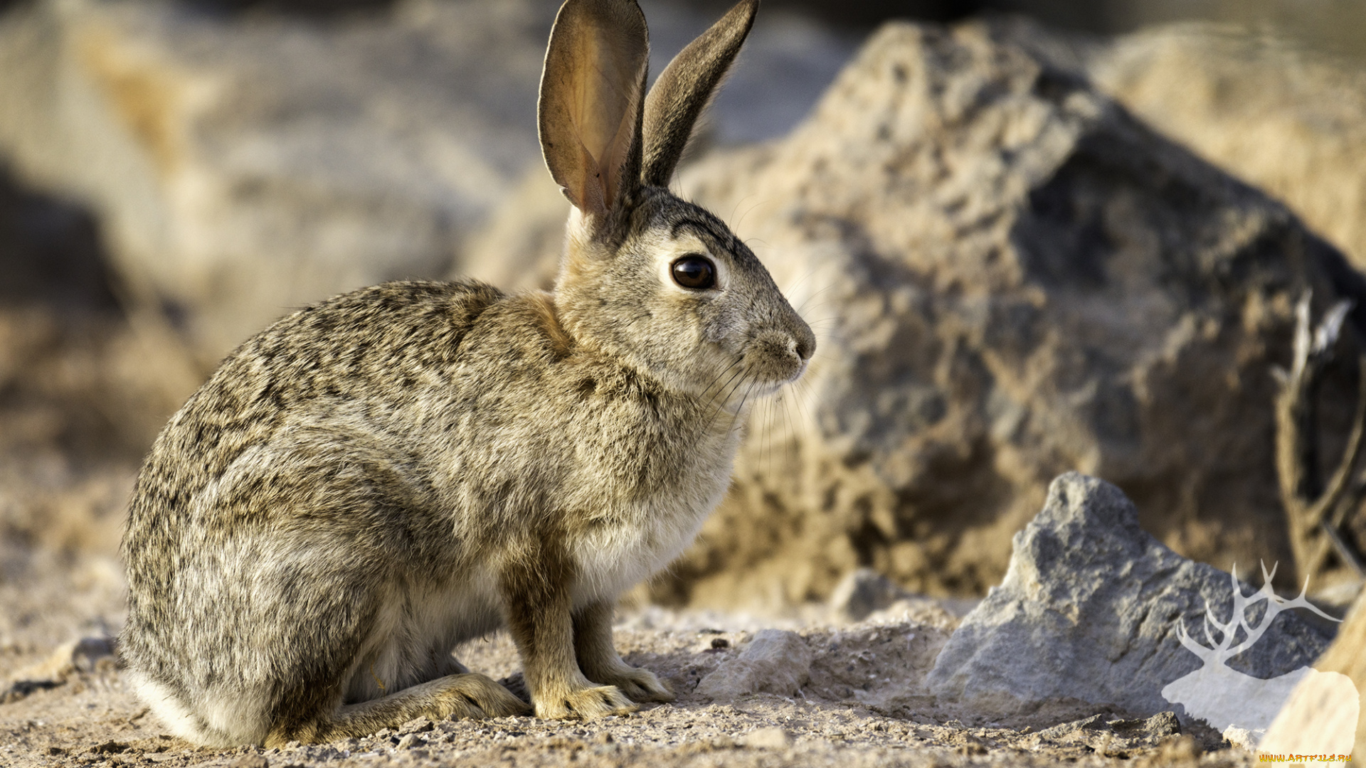 животные, кролики, , зайцы, природа, ушки, животное, кролик