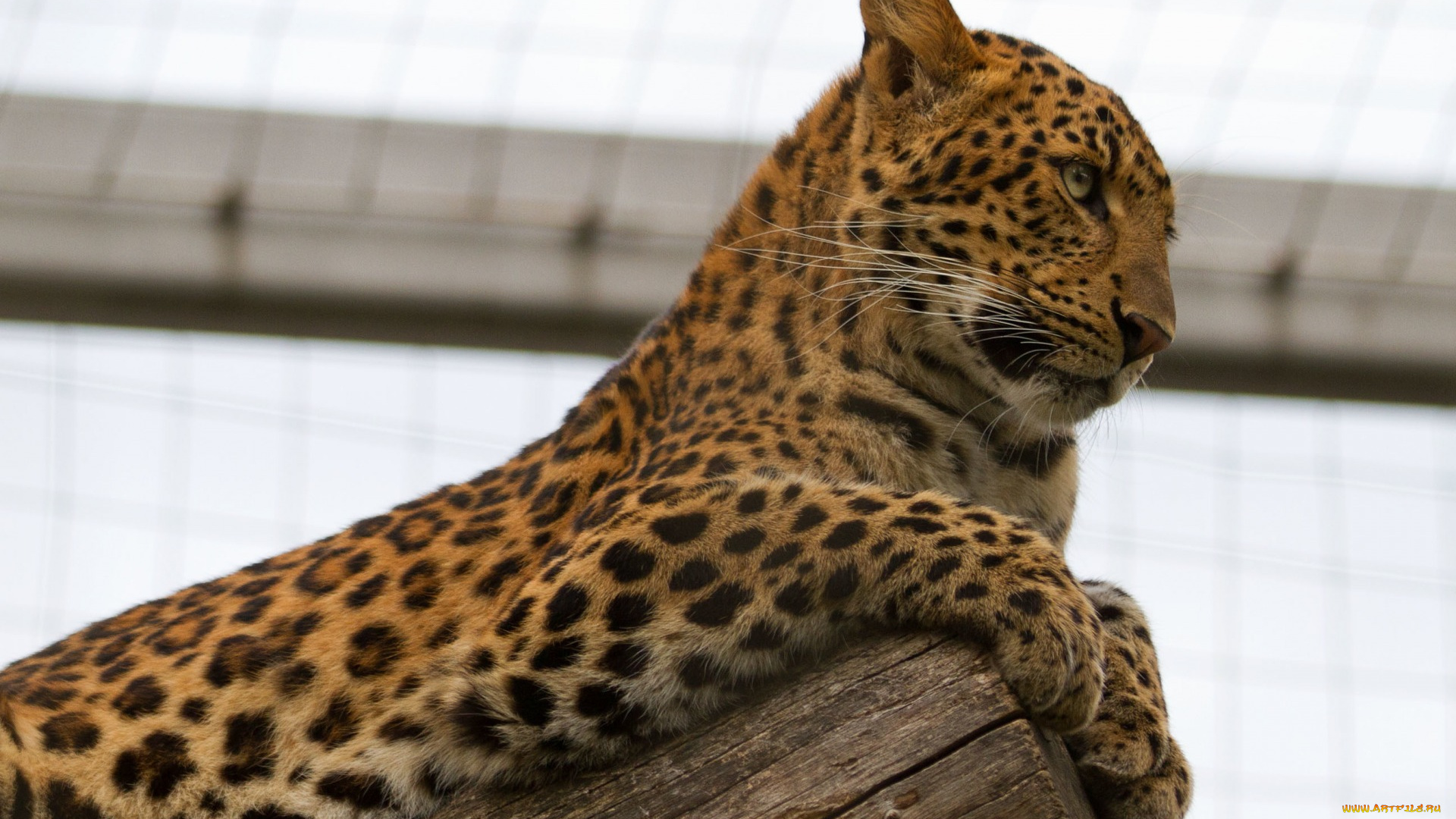 животные, леопарды, отдых
